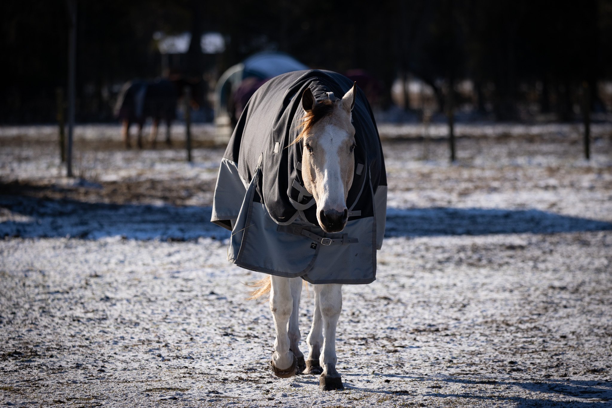 A white horse with a dark mane wearing a gray blanket, walking on snow-covered ground in a paddock with trees in the background.