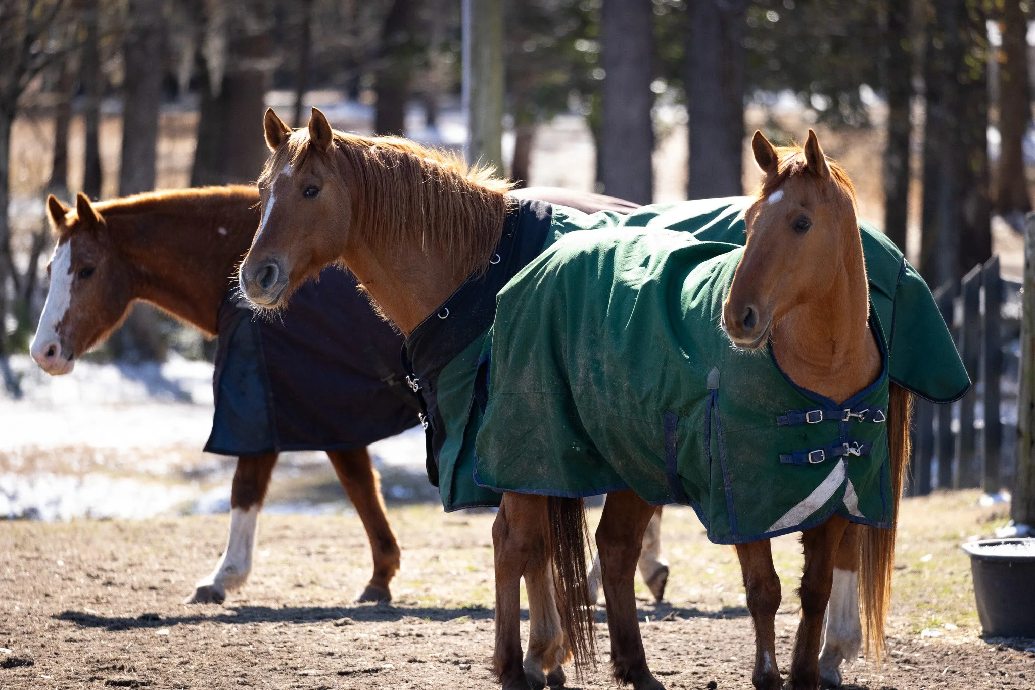 Three horses wearing green blankets standing on a dirt ground in a wooded area during daytime.