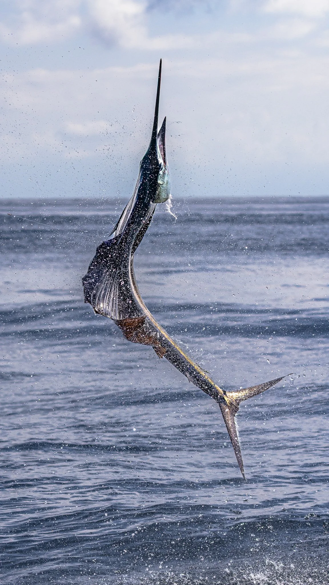A marlin fish jumping out of the water with a fishing hook in its mouth, against a cloudy sky and ocean background.
