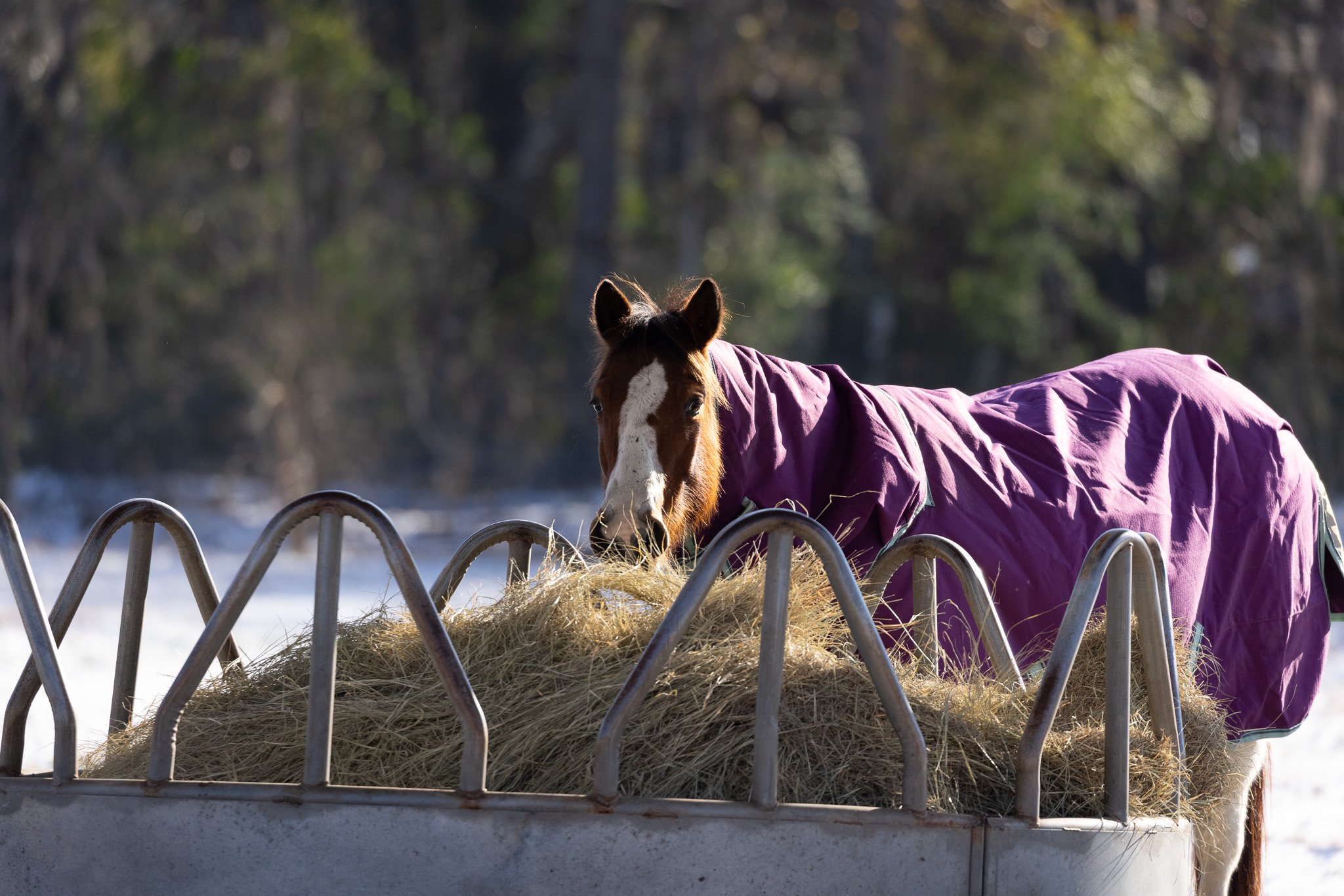 A young horse wearing a purple blanket is eating hay from a metal feeder outdoors during a sunny winter day with trees in the background.
