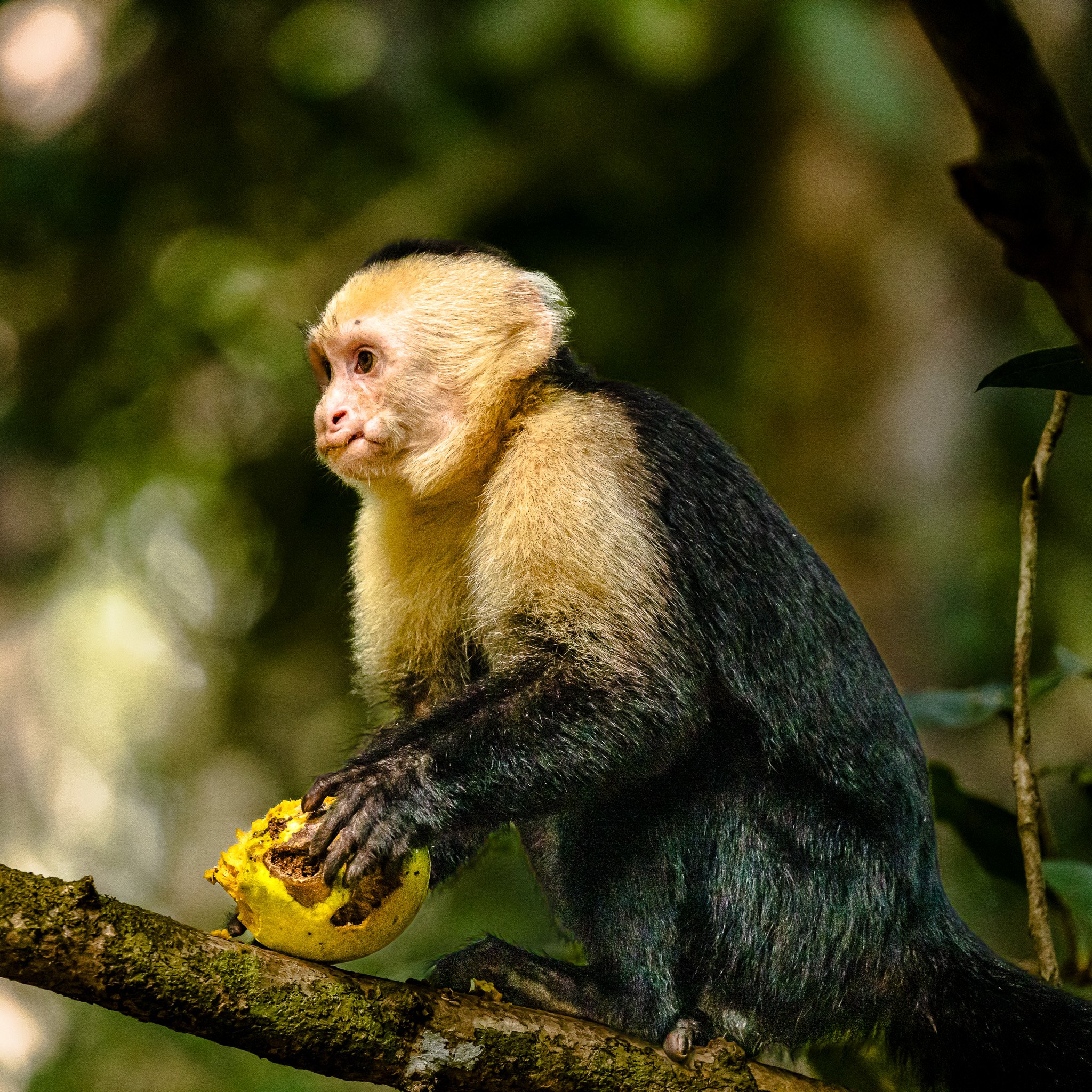 Close-up of a squirrel monkey sitting on a tree branch, with green and black fur, and a pale face, in a jungle background.