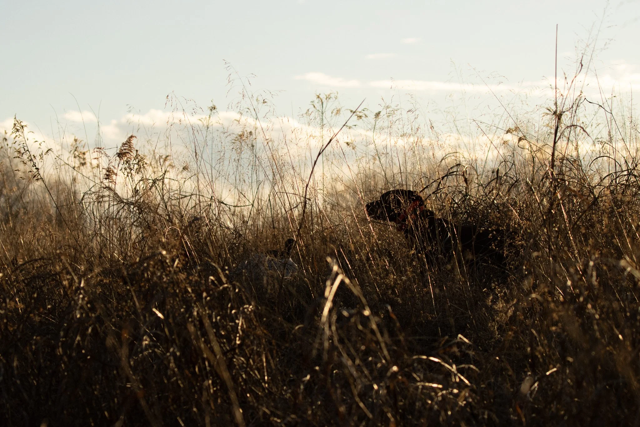 Field of dry, brown grasses with a person in dark clothing crouching amongst them, backlit by a pale sky with a few clouds.