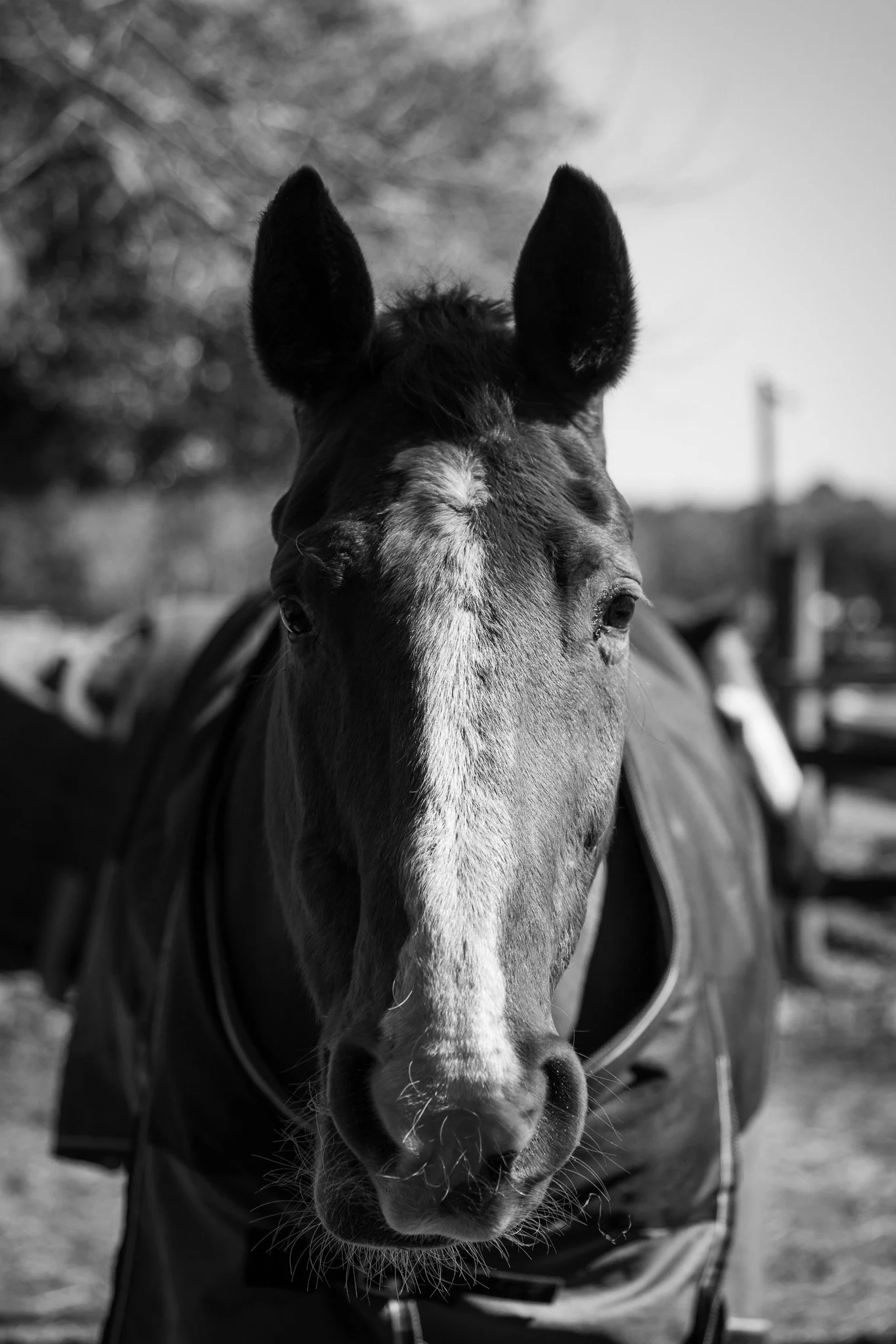 Close-up of a horse's face with ears forward, wearing a bridle, outdoors in black and white.