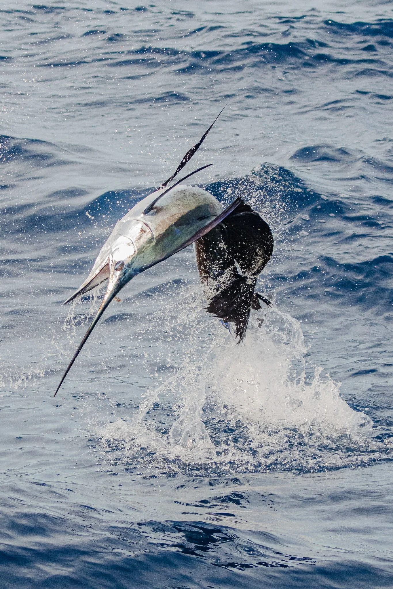 A marlin fish caught on a fishing line in the ocean.