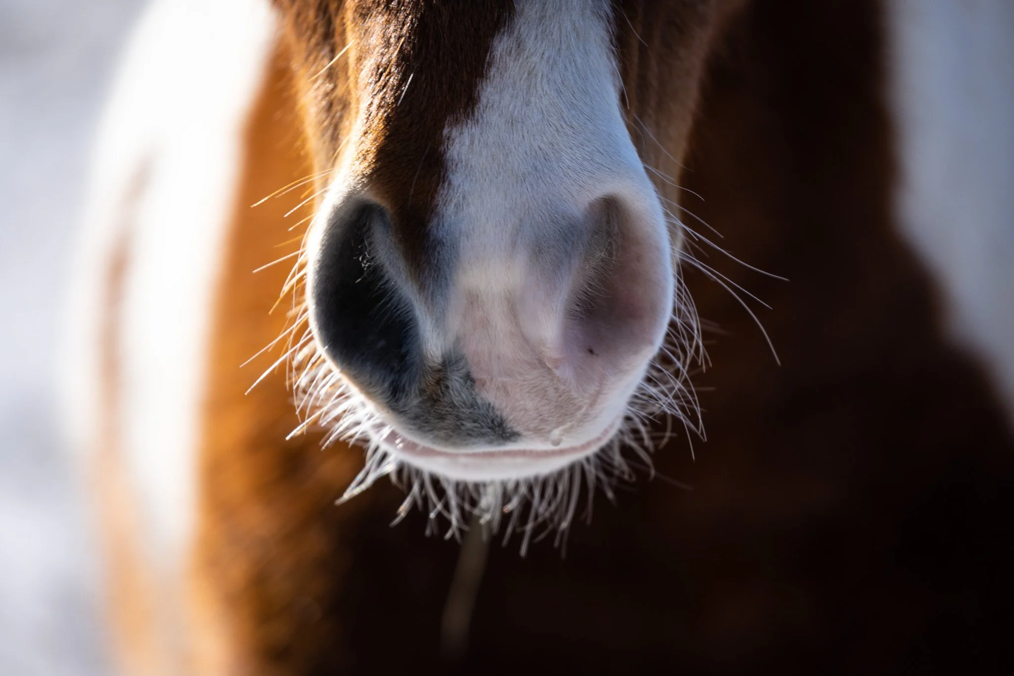 Close-up of a horse's face, showing its nose, mouth, and part of its eye, with a blurred background.