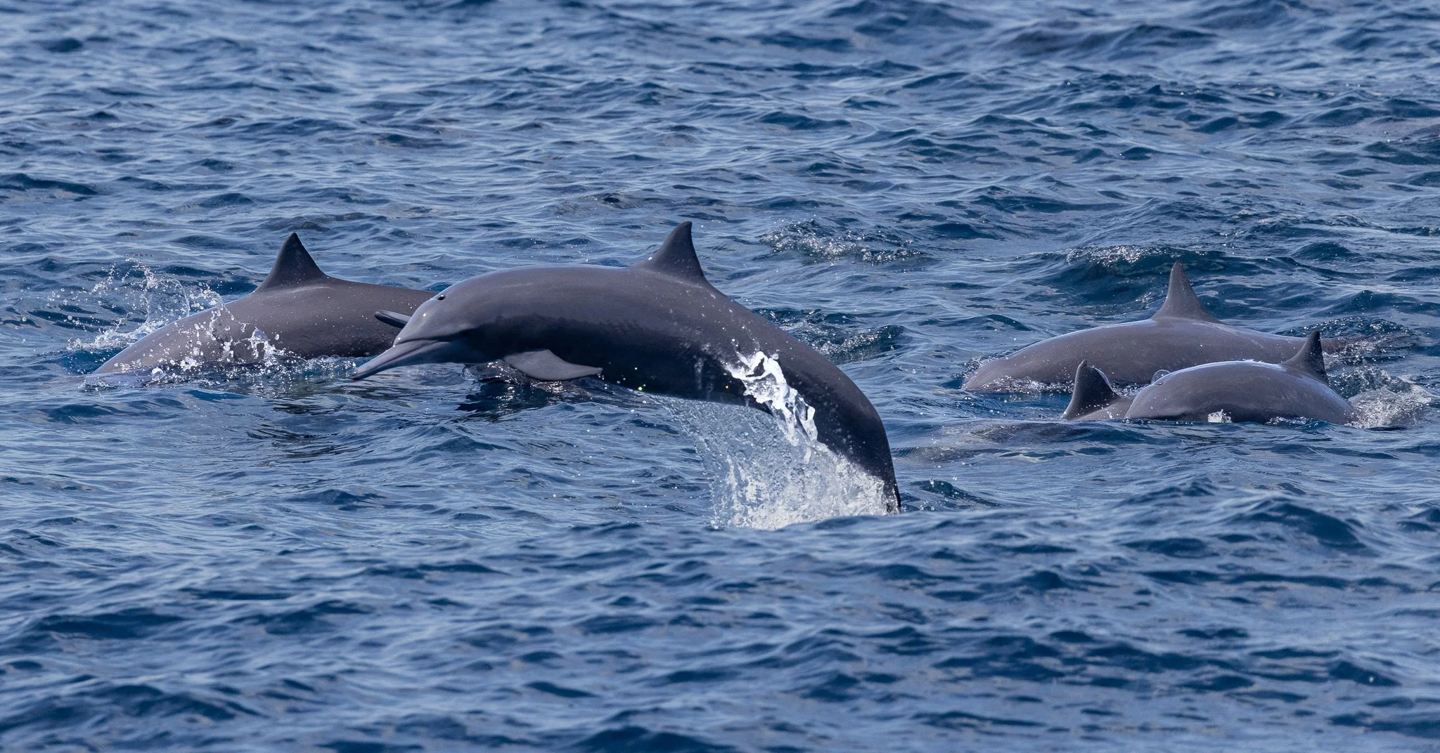 A pod of dolphins swimming in the ocean, with some jumping out of the water.