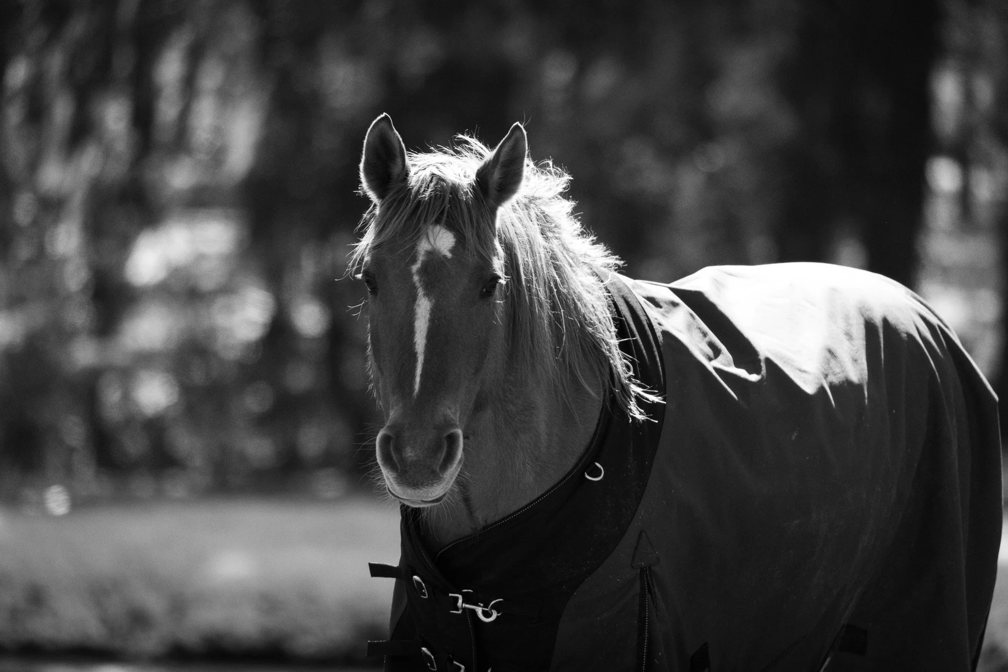 Black and white photo of a horse wearing a saddle blanket, standing outdoors with a background of trees and blurred foliage.