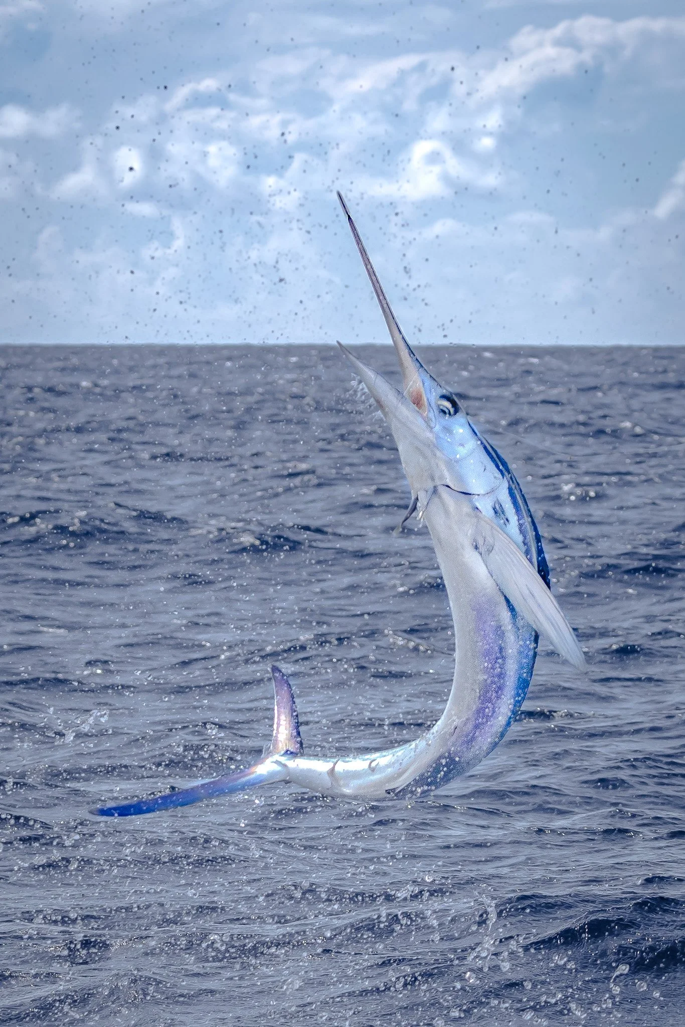 A fish with a long, pointed bill jumping out of the water, with a splash around it on the ocean surface under a partly cloudy sky.