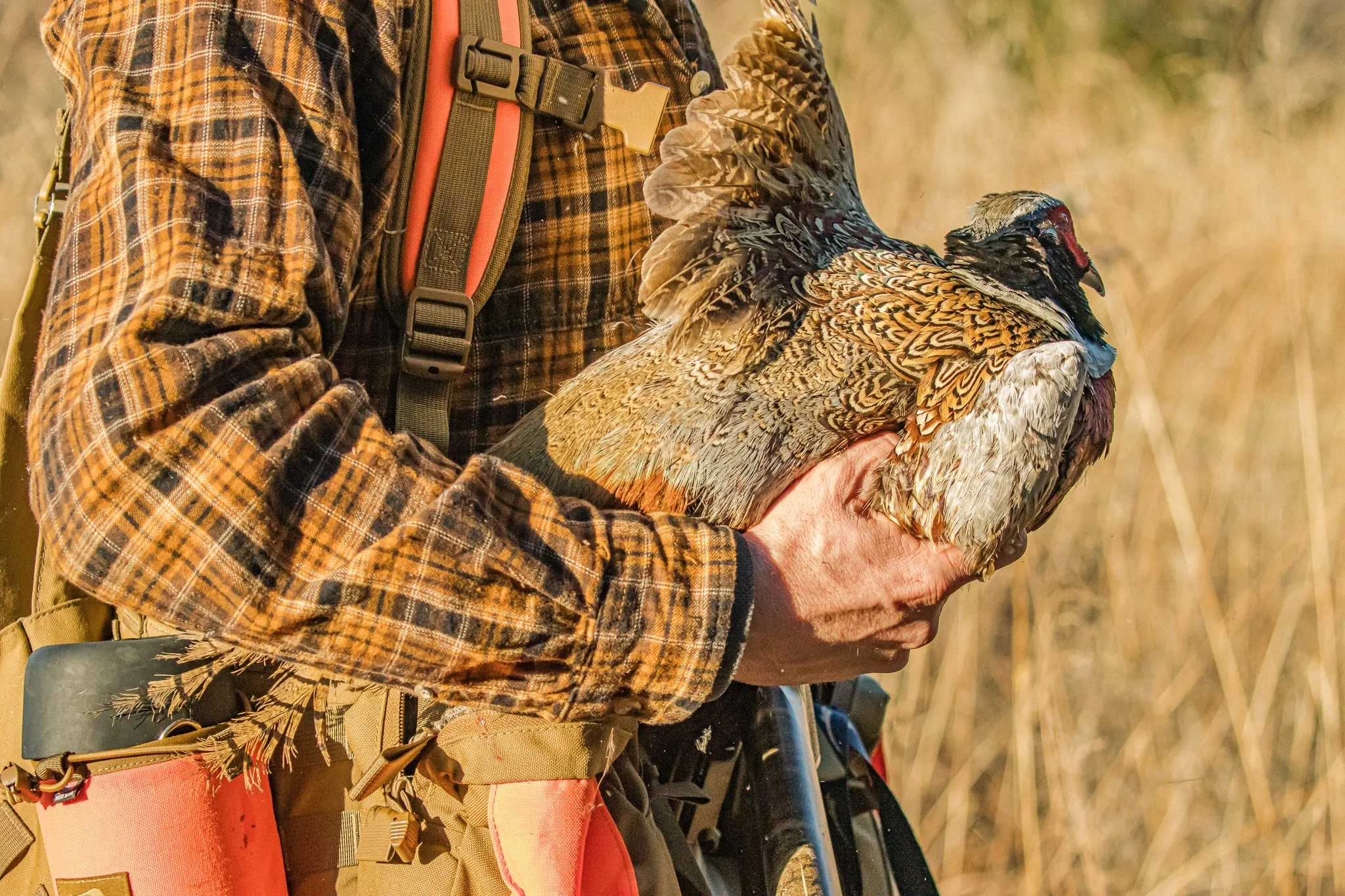 A person dressed in a plaid shirt holding a wild turkey in their hands outdoors.
