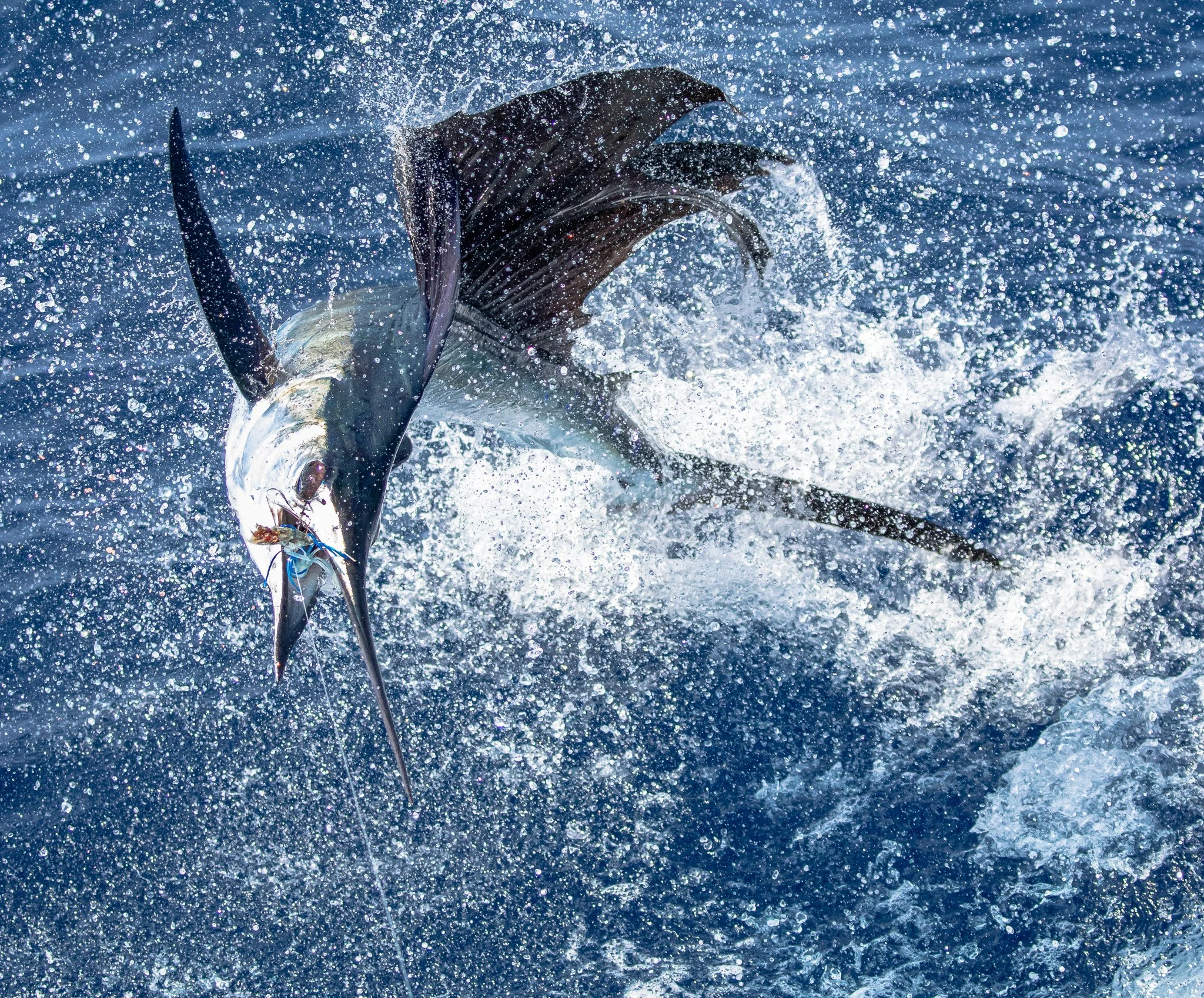 A fish, possibly a marlin, leaping out of choppy blue water with splashes and spray surrounding it.