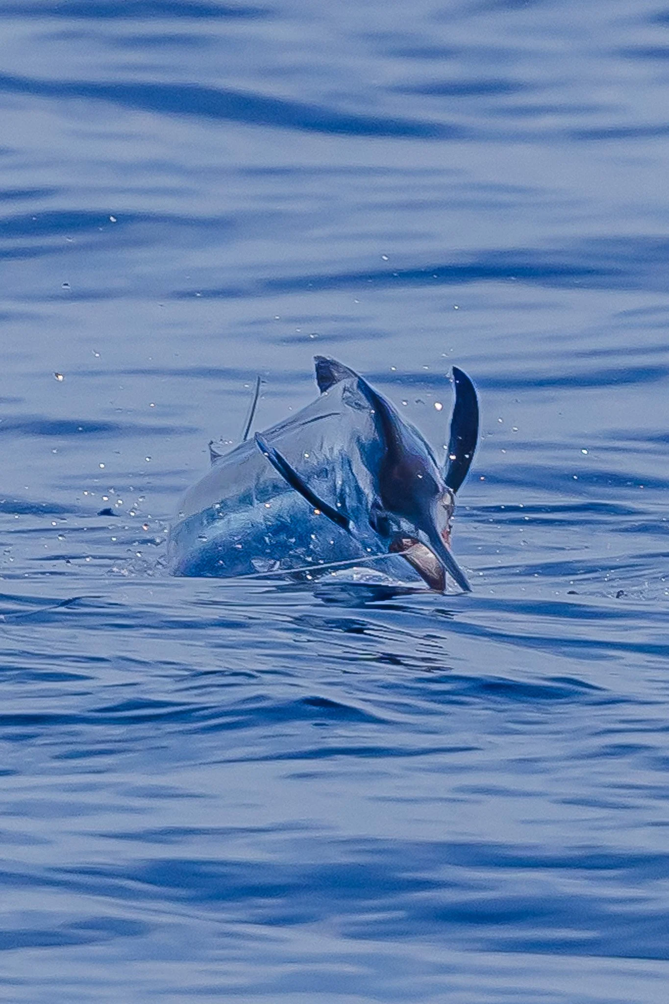 A shark breaches the water, with part of its body visible above the rippling surface of the ocean.
