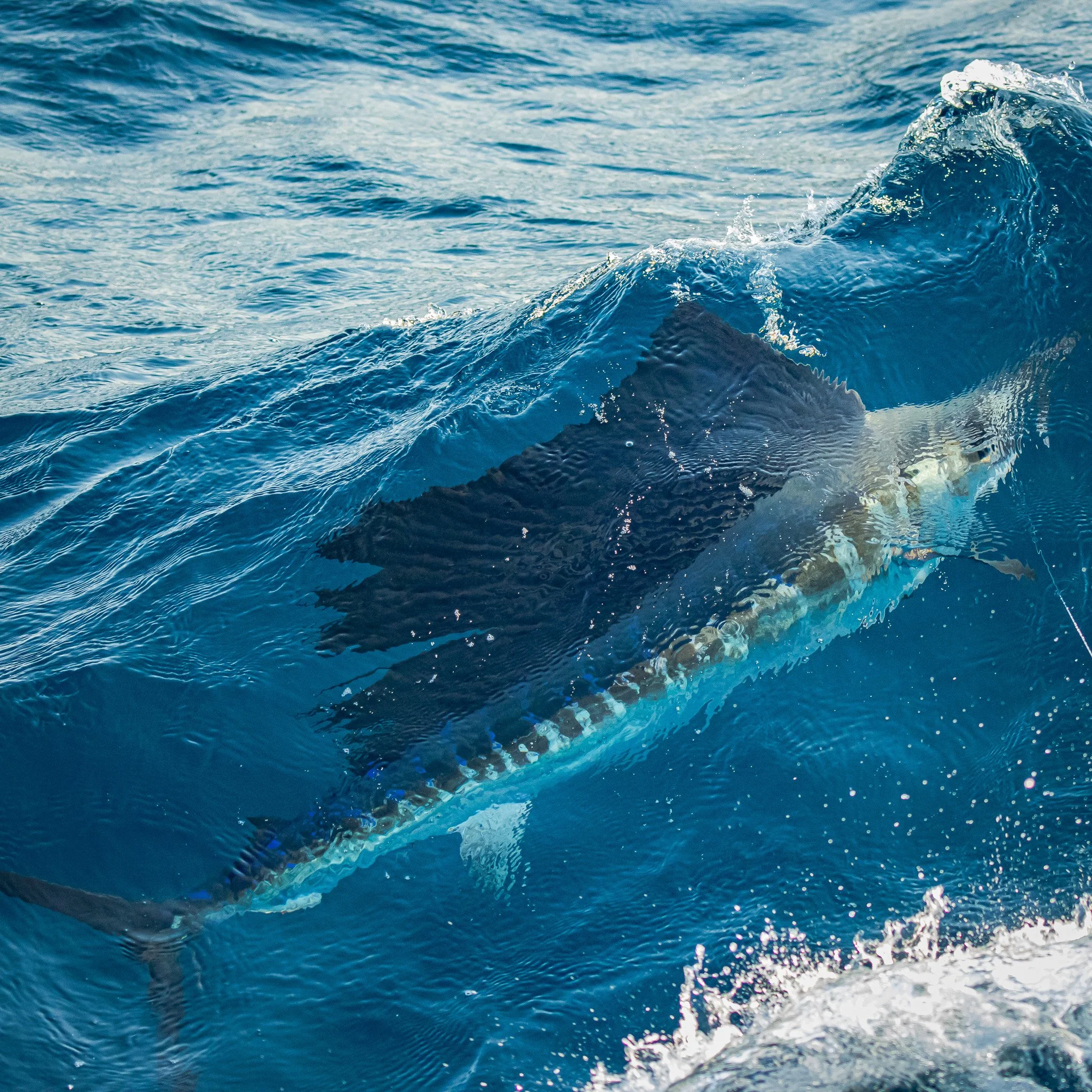 Close-up of a whale emerging from the ocean with water splashing around.
