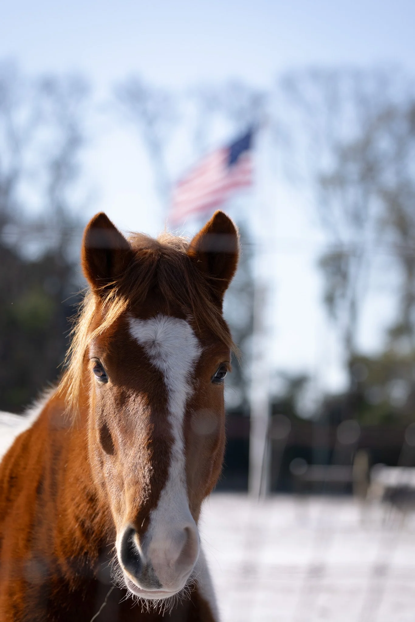 Close-up of a brown and white horse with a white star on its face, standing outdoors with a blurred background of leafless trees and an American flag.