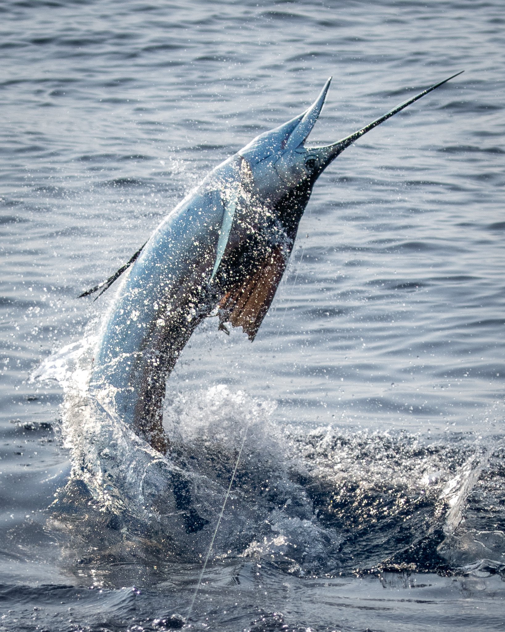 A marlin fish jumping out of the water with its long, pointed bill and body arching upward, surrounded by splashing water on an ocean surface.