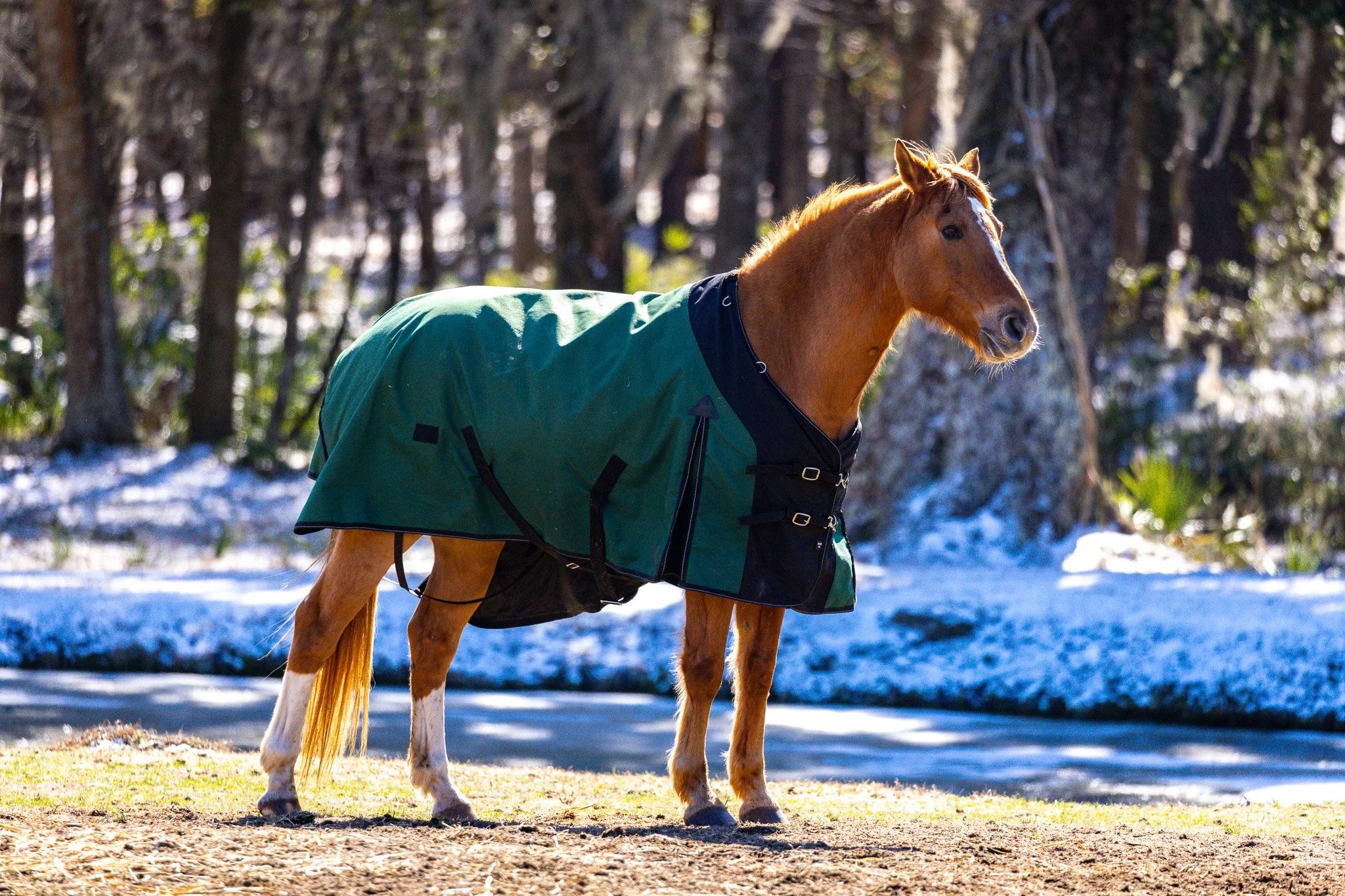 A brown horse wearing a green and black blanket standing outdoors on a snowy ground with trees in the background.
