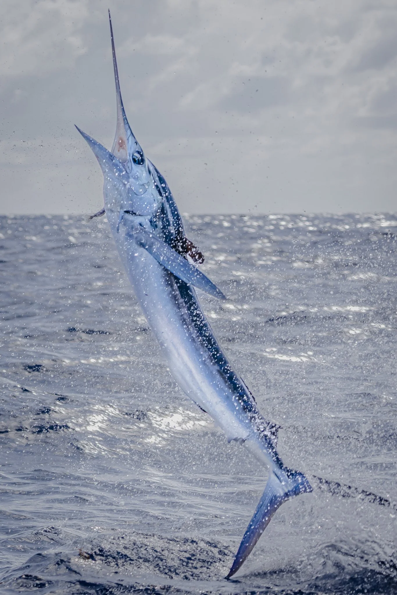 A marlin fish jumping out of the water with the ocean and cloudy sky in the background.