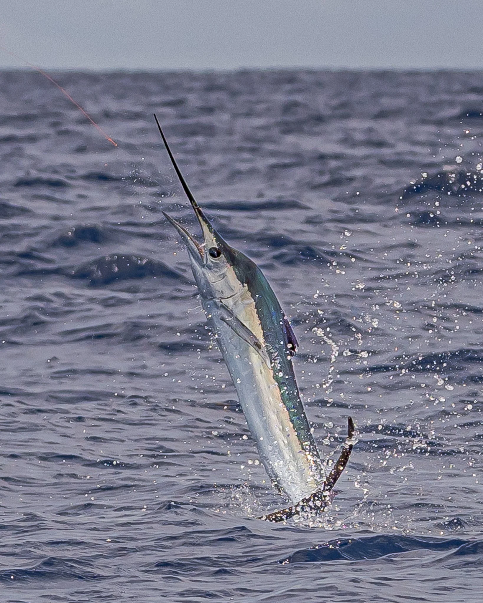 A fish with a fishing hook in its mouth jumping out of the water.