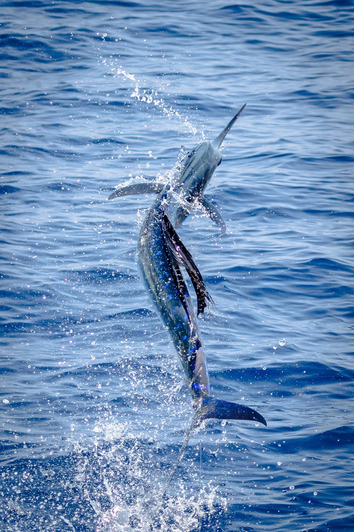 A fish jumps out of the water, creating splashes and droplets, with a deep blue ocean in the background.