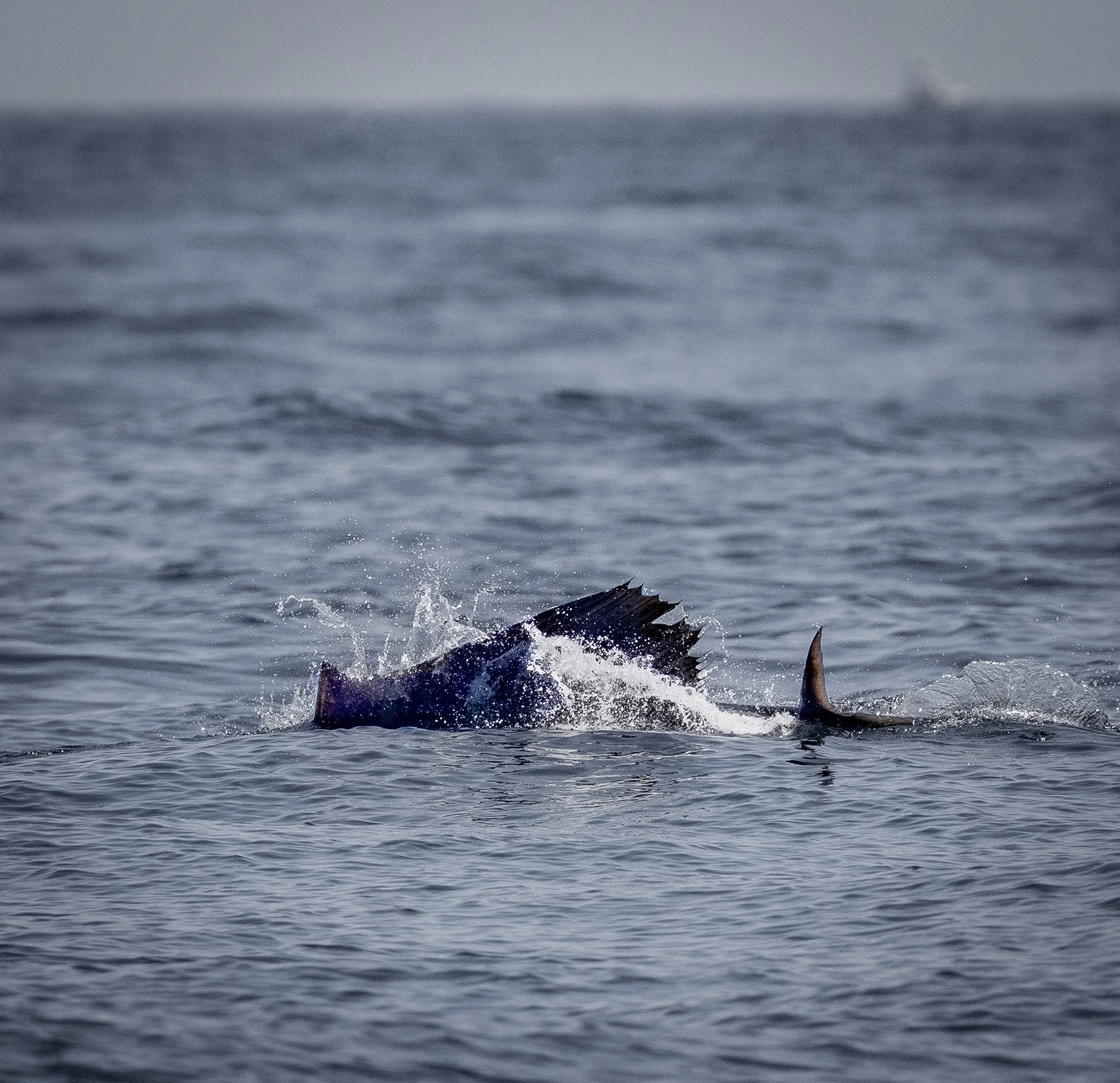 A whale fins or tail in the water with waves and a misty horizon in the background.