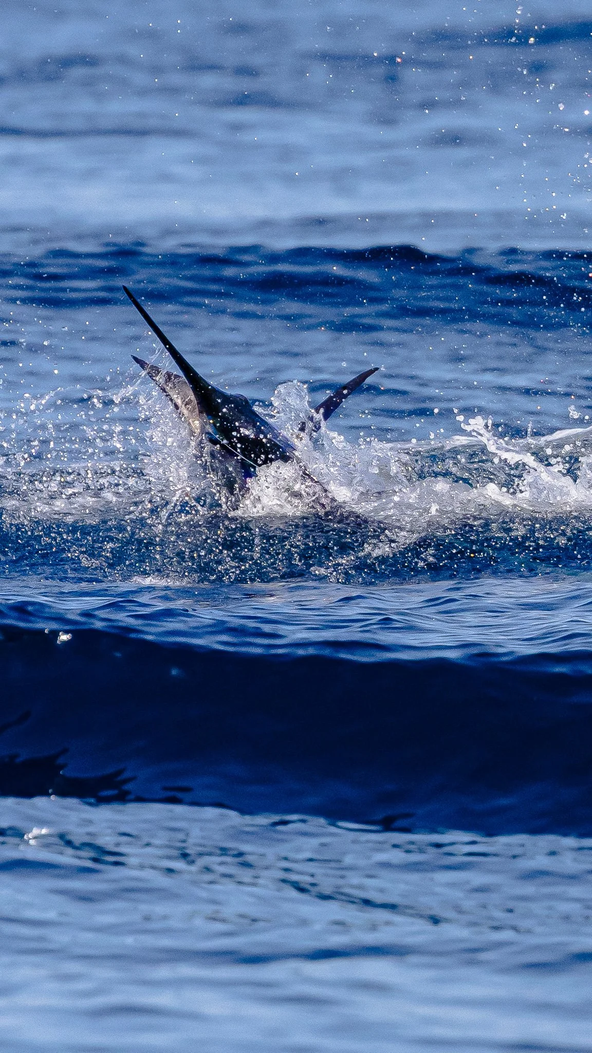 A marlin fish breaching out of the water with its long bill pointed upward.