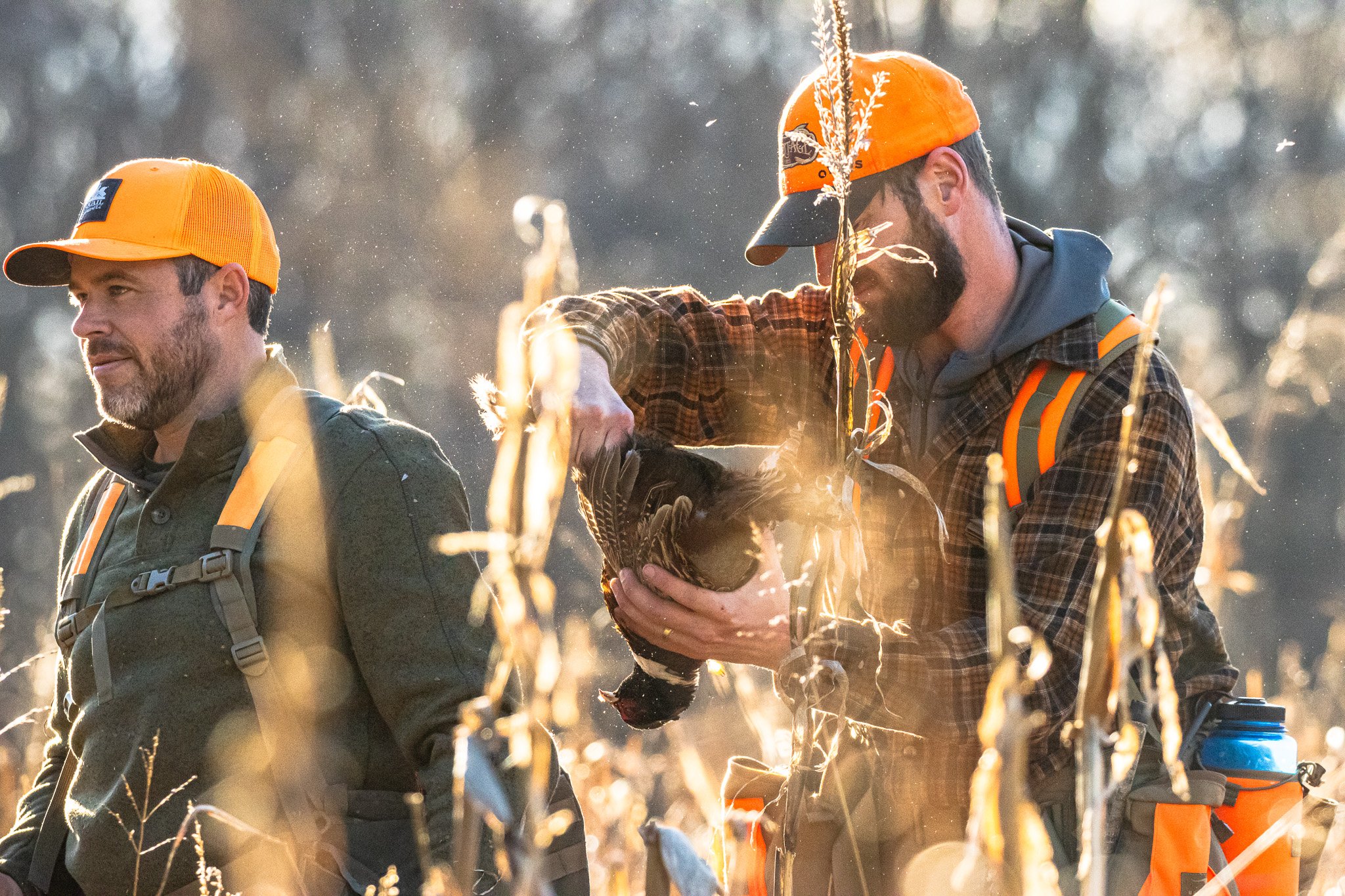 Two men in outdoor orange hats and gear harvesting a sweet potato in a field during sunset.
