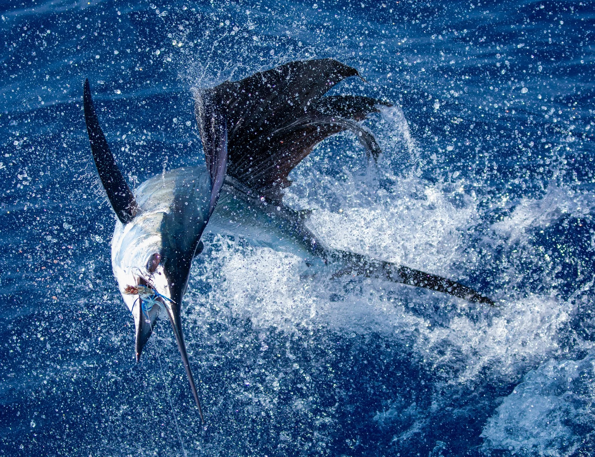 A fish jumping out of the water with splashes and droplets surrounding it.