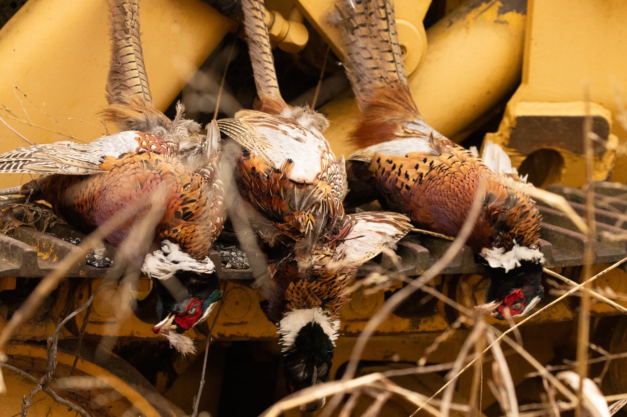 Multiple dead birds, likely pheasants, lying in a nest or on a platform, with dried grass and twigs around them, and a yellow background.