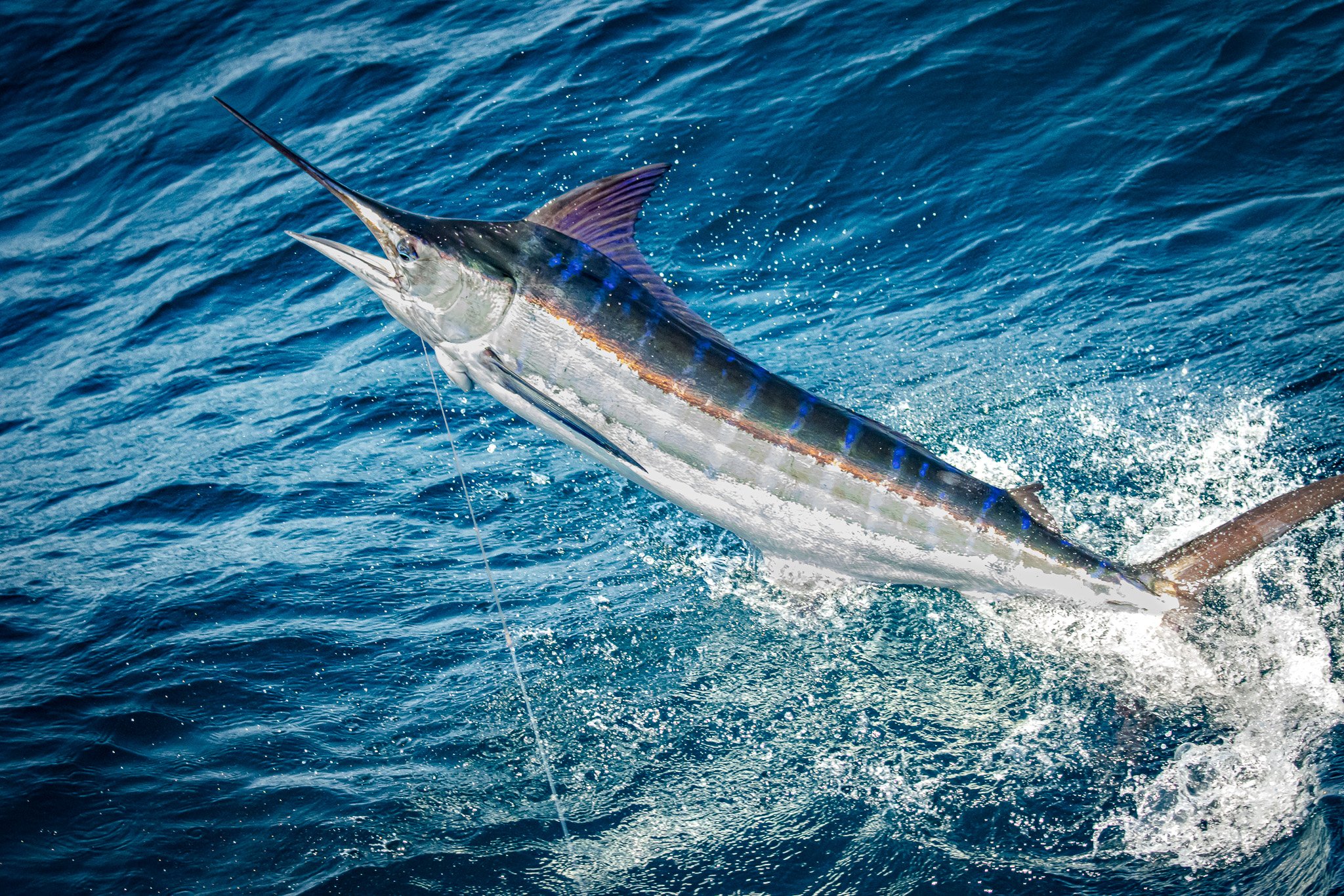 A marlin fish leaping out of the water with a fishing line attached to its mouth.