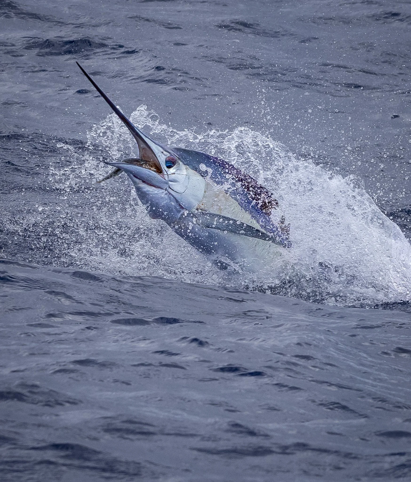 A marlin fish jumping out of the water during a fishing trip.