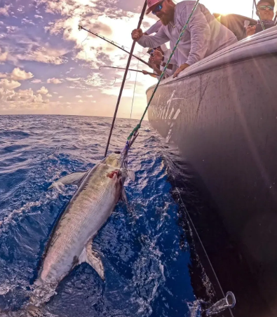 People on a boat fishing and reeling in a large fish near sunset.