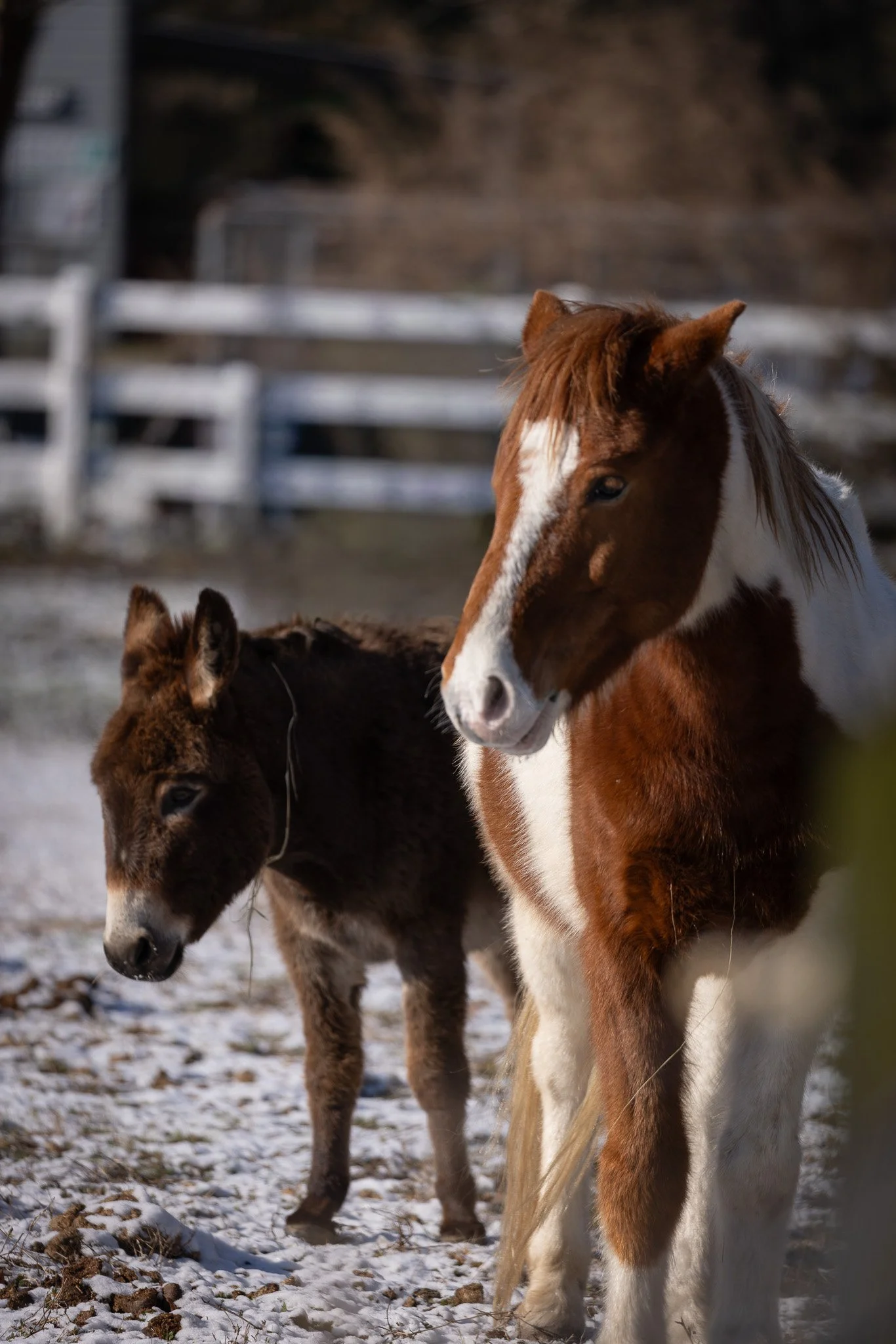 A brown and white foal standing in a snowy field with another foal behind it. A white fence and hillside are in the background.