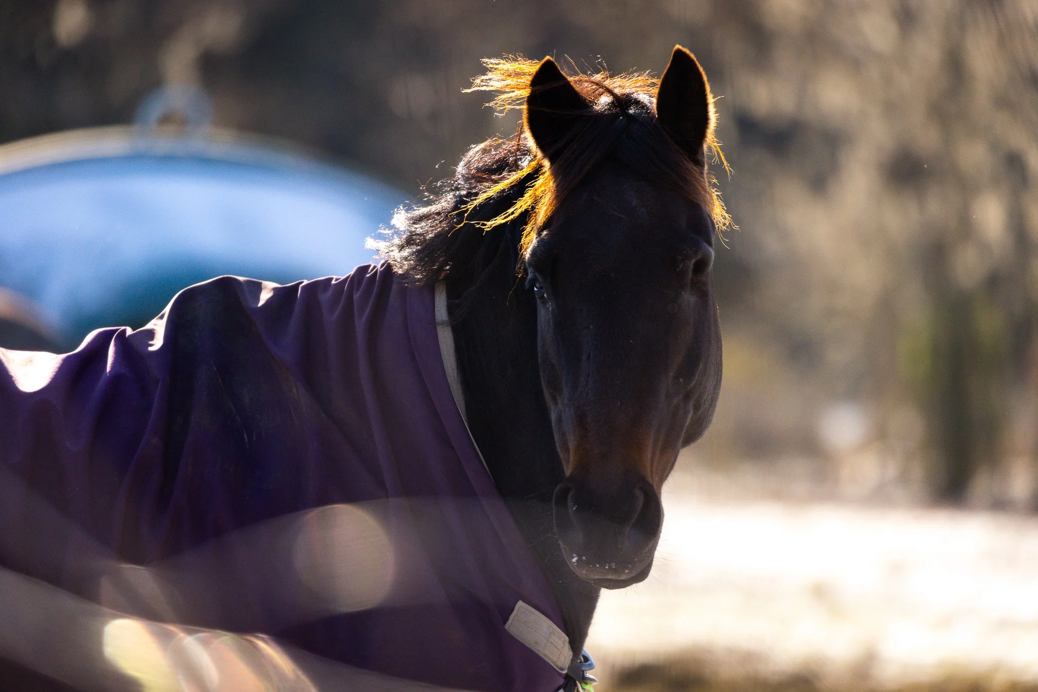 A dark brown horse with a sparkly mane, wearing a purple blanket, standing outdoors with blurred trees and sunlight in the background.