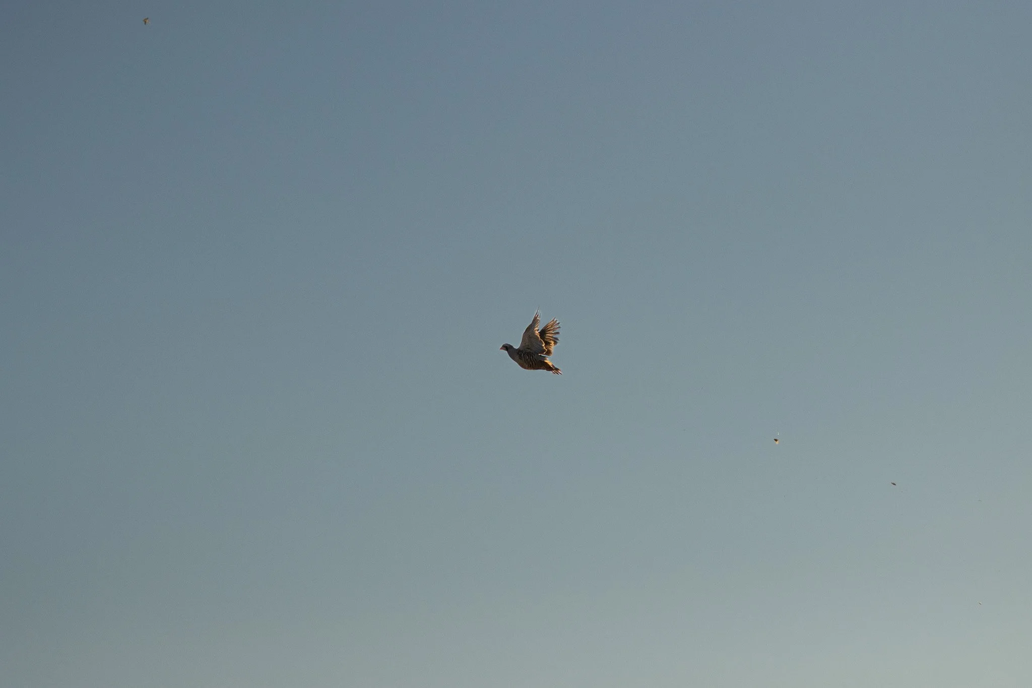 A bird flying in a clear blue sky with a small insect or fly visible in the upper left corner.