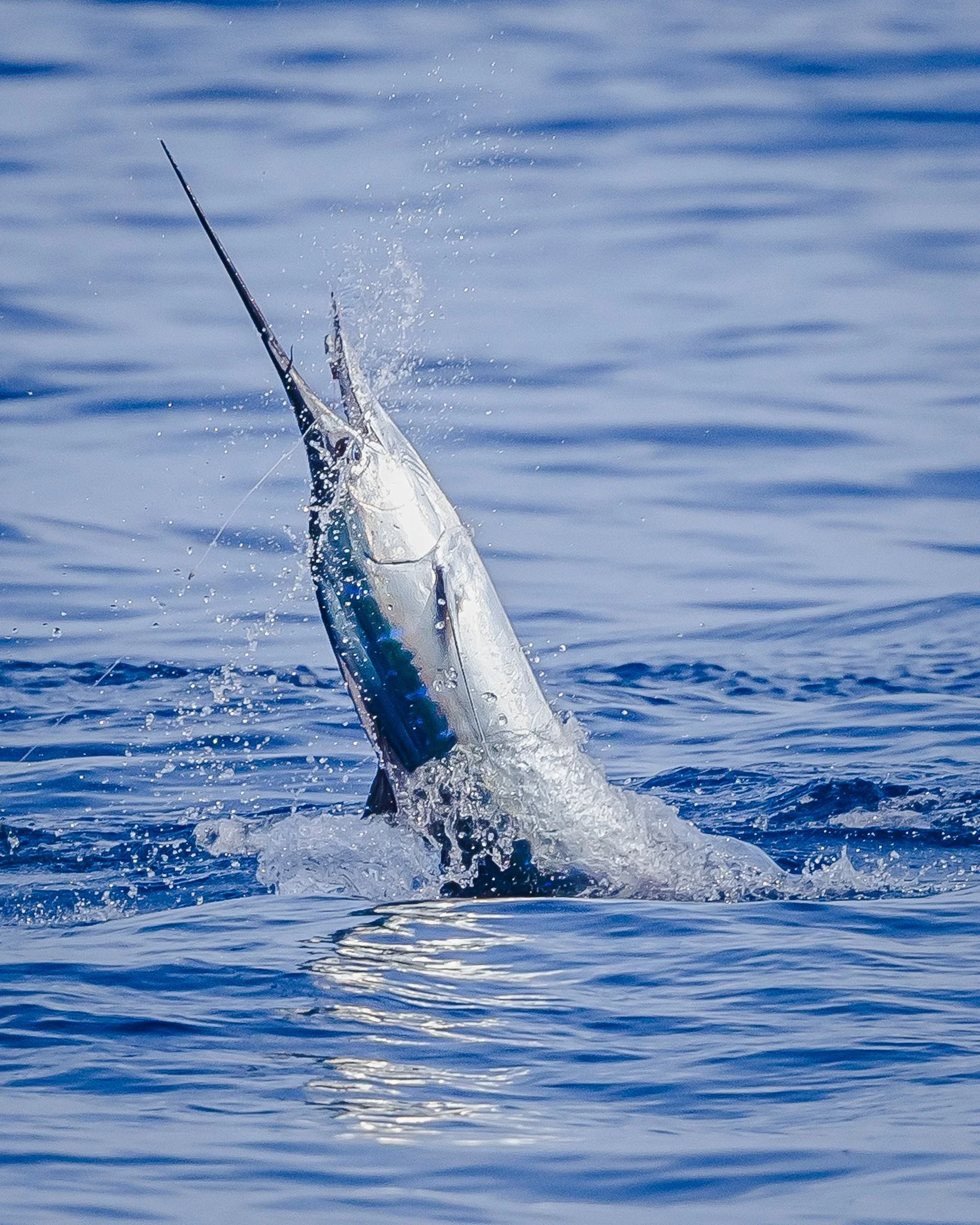 A fish appears to be caught and is partially out of the water, with water splashing around it.