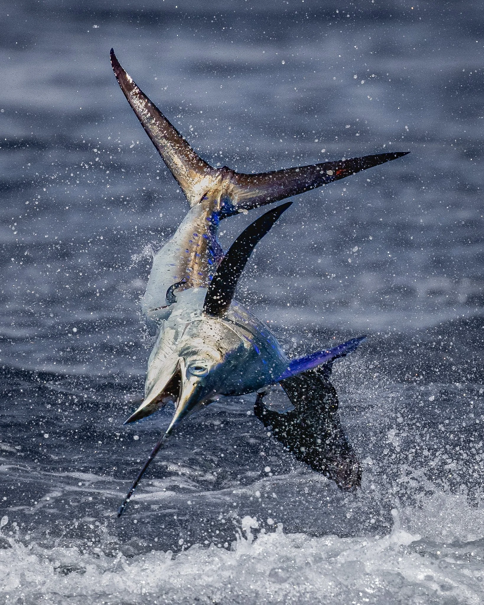 A fish, likely a marlin or sailfish, jumping out of the water with water splash around, in a marine setting.