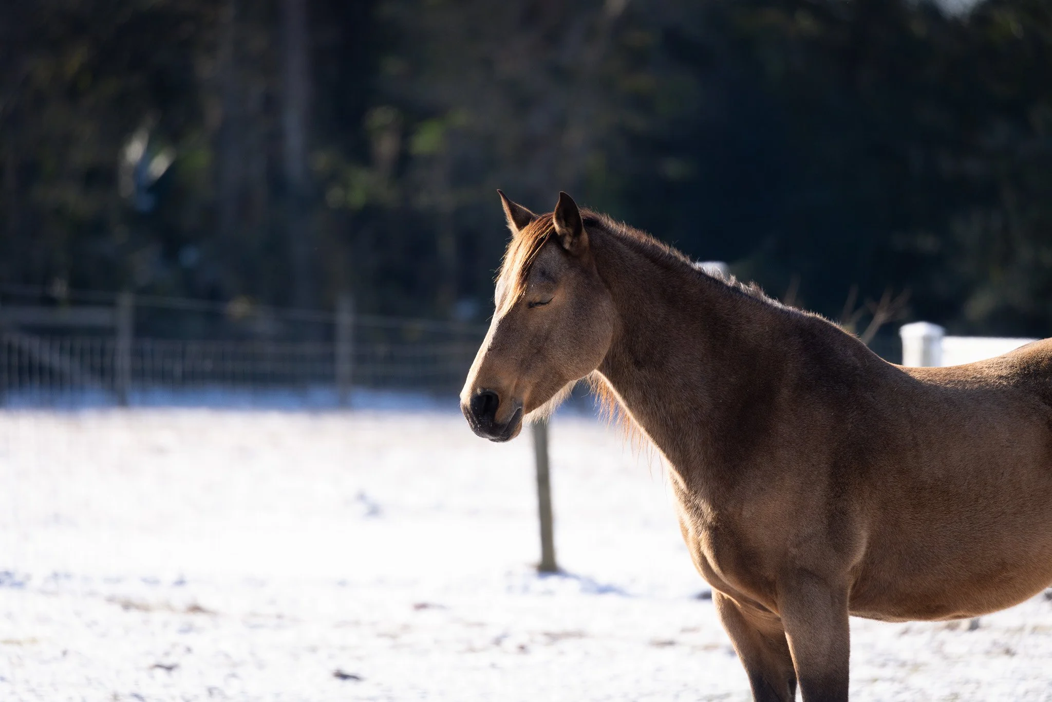 A brown horse with a blonde mane stands in a snow-covered field with a forested background.