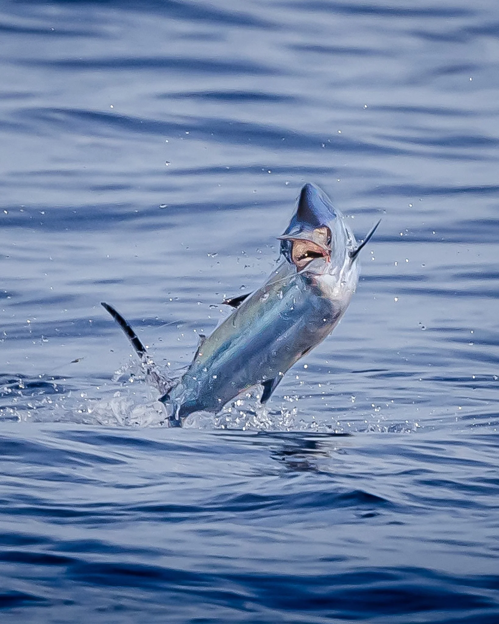 A large fish, likely a tuna, jumping out of the water with its mouth wide open, seen from a boat or a shoreline over the ocean or sea.