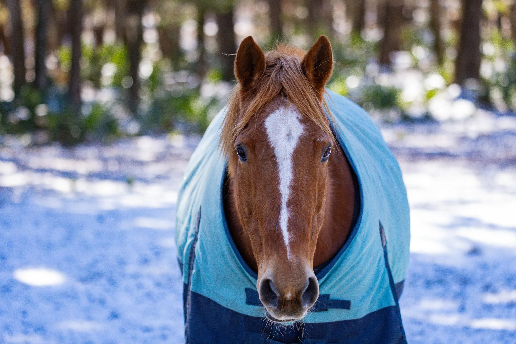 A brown horse wearing a blue blanket standing in a snowy forest with trees in the background.