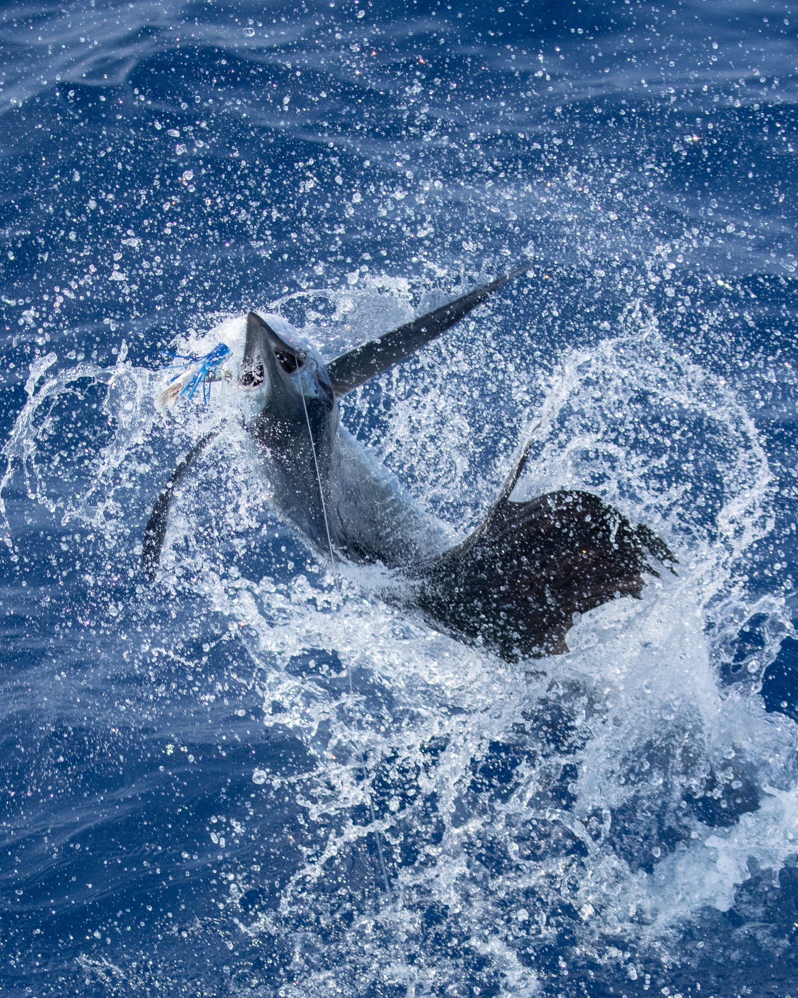 A large fish, possibly a marlin or swordfish, leaping out of the water during a fishing expedition, with water splashing around.