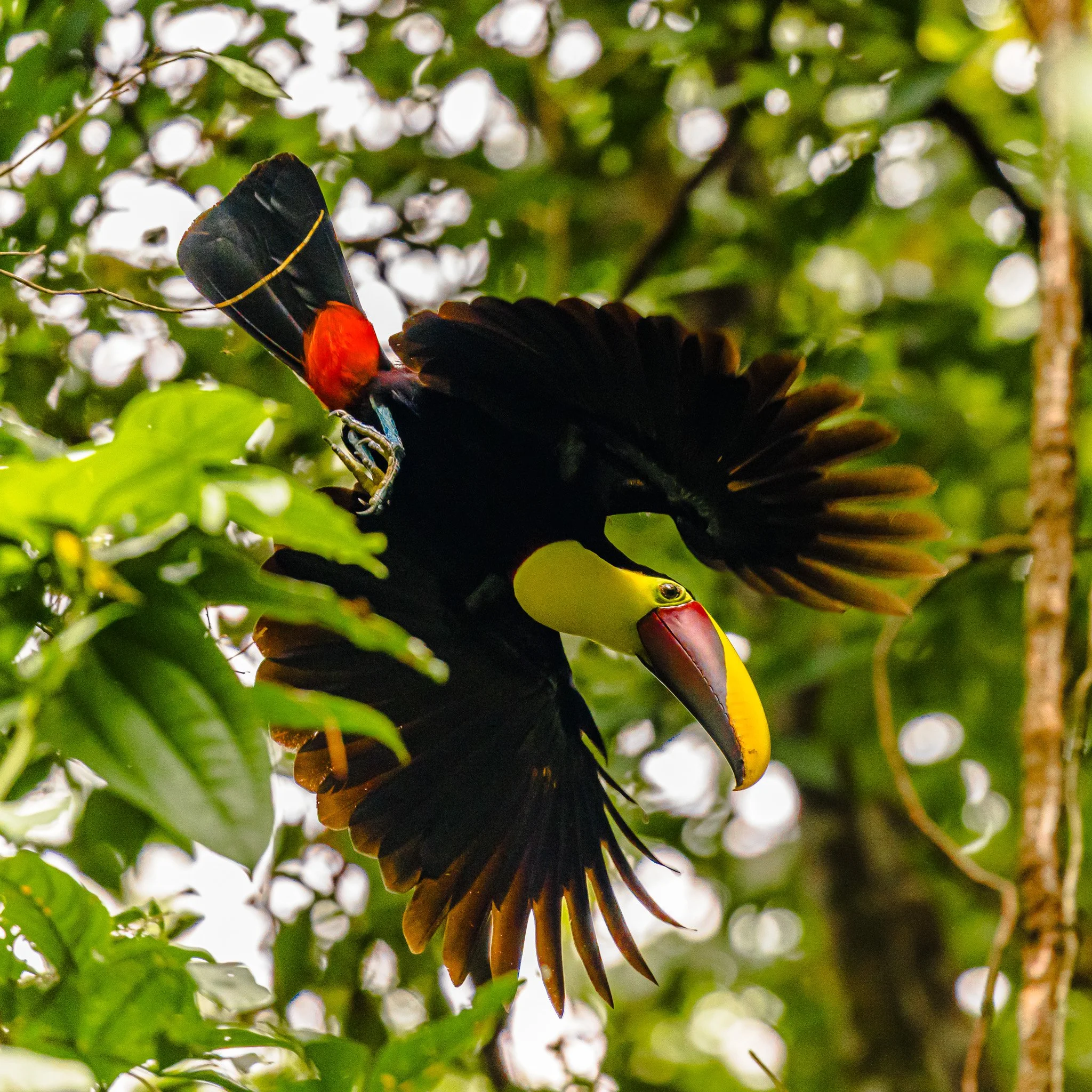 A bird with black and red feathers perched on a branch among green leaves, viewed from below.
