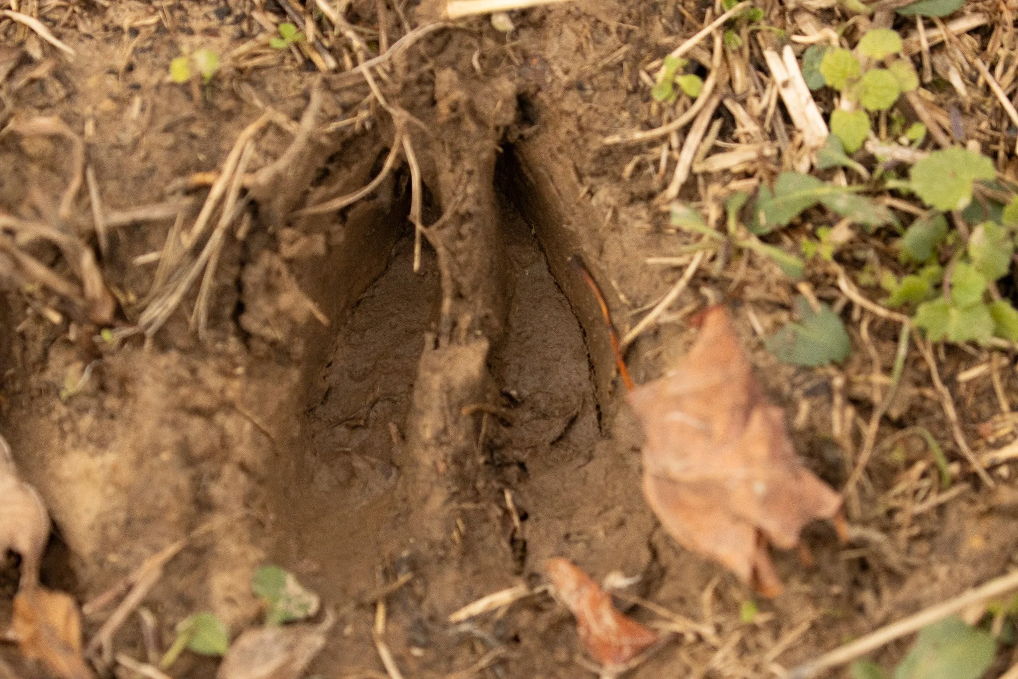 Close-up of a small animal burrow entrance in the soil with surrounding vegetation.