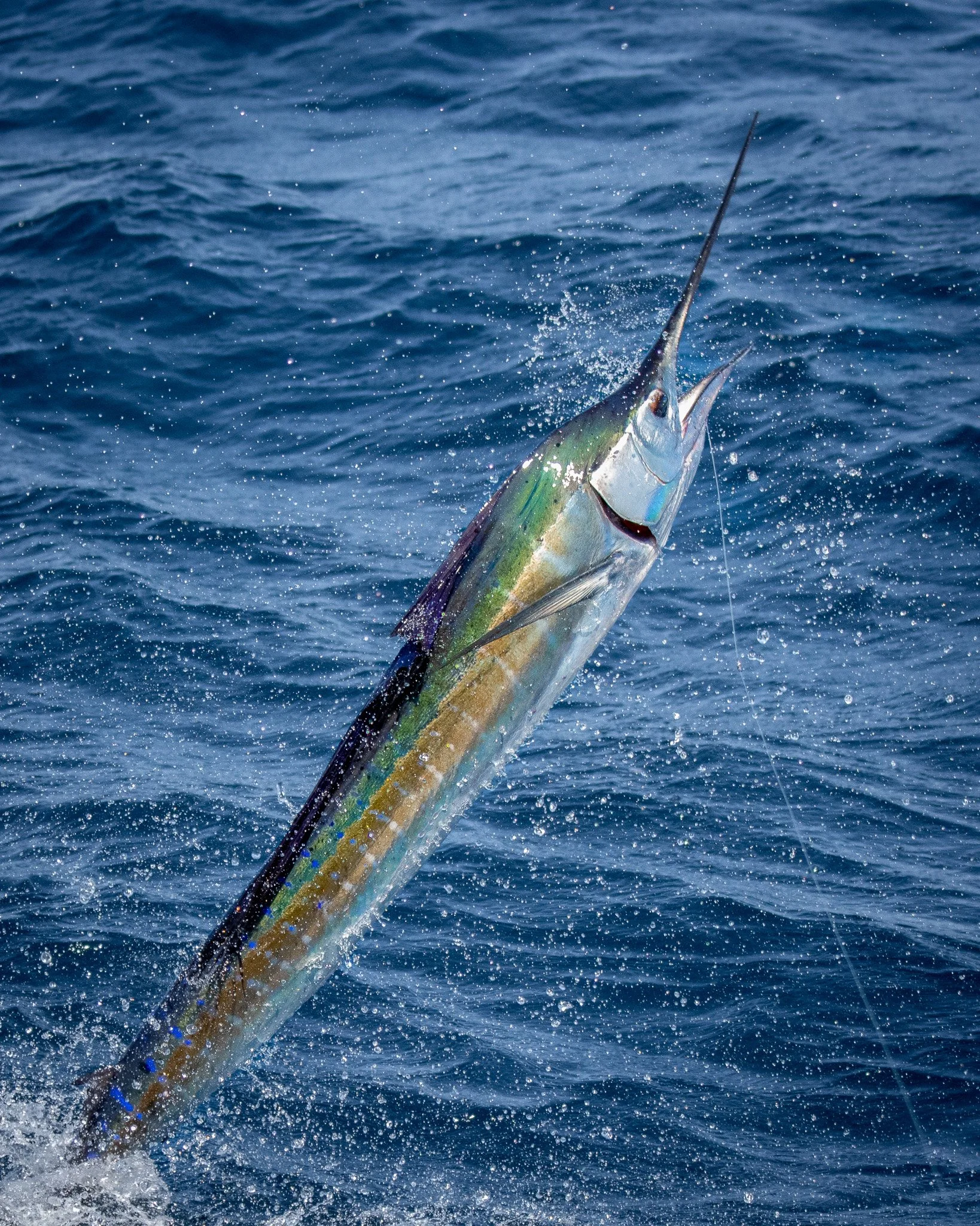 A large fish, possibly a sailfish or marlin, jumping out of the dark blue ocean water surrounded by splashes and droplets.