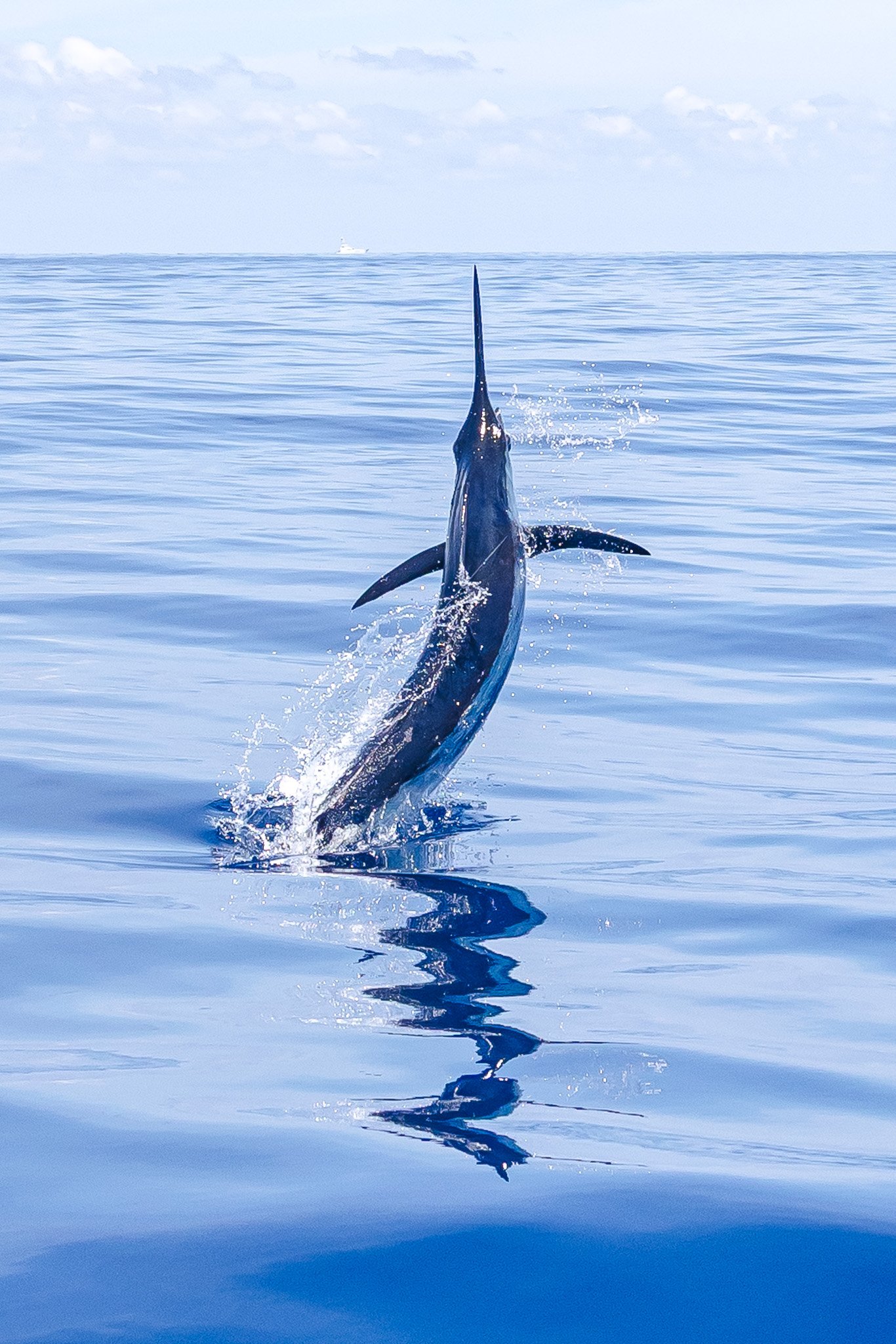 A large whale, likely a killer whale or orca, leaping out of the calm ocean water with part of its body above the surface and a tail fin visible, with a boat in the distance under a partly cloudy sky.