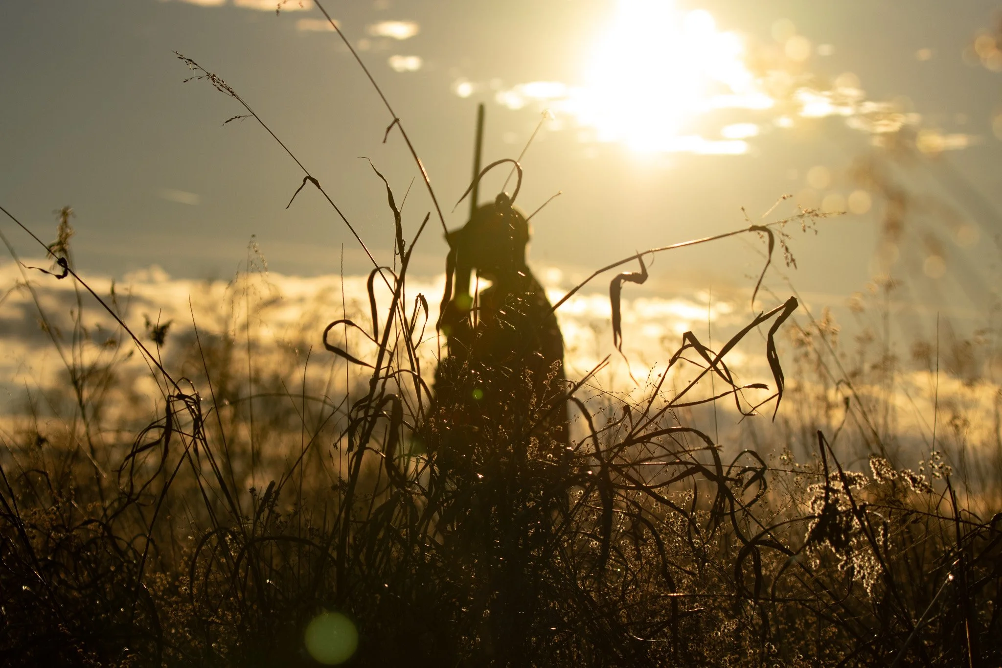Sunset or sunrise over a field of dried grass and plants, with the sunlight creating a bright glow and reflections on a water surface in the background.