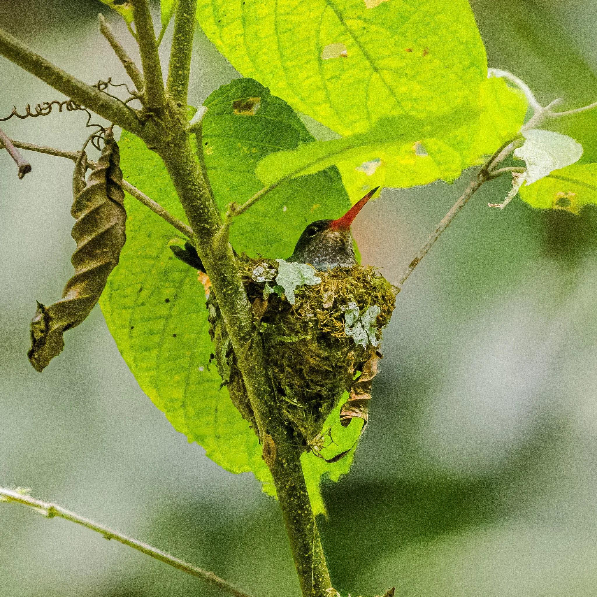 A close-up of a branch with green leaves and a caterpillar on the branch, with the background blurred.