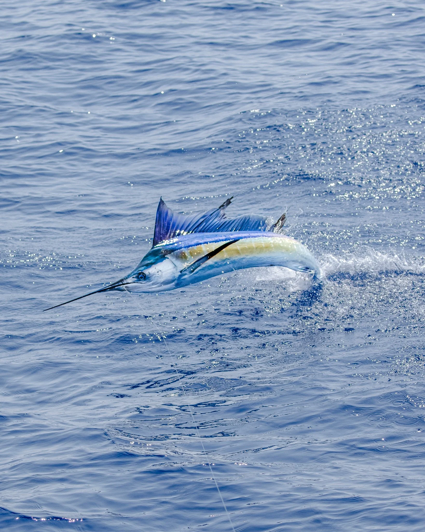 A marlin fish swimming in the ocean with water splashing around it.