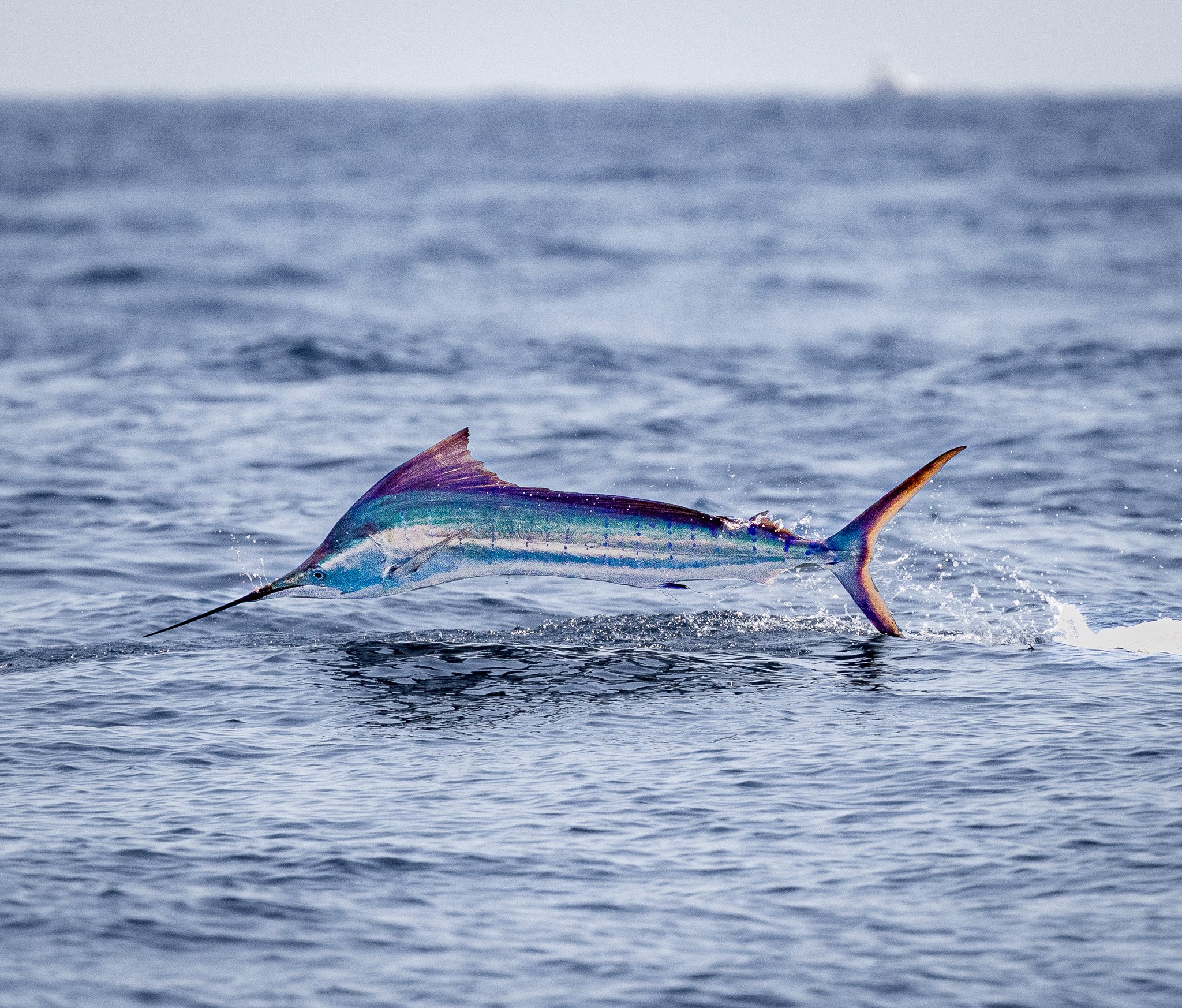A colorful fish with shades of purple, blue, and green swimming in the ocean.