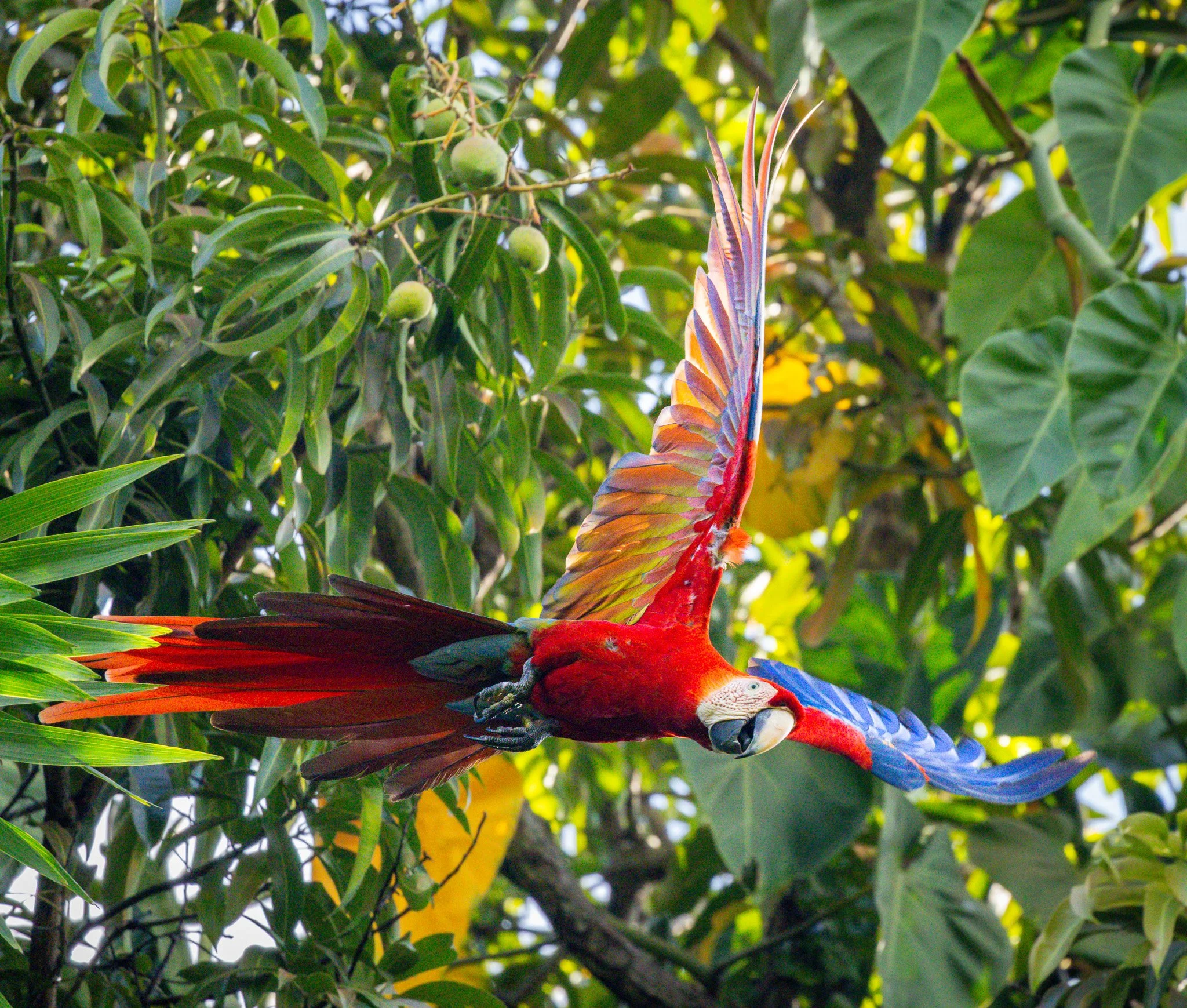 Colorful parrot with red, yellow, blue, and green feathers perched among green leaves and branches of a tree.