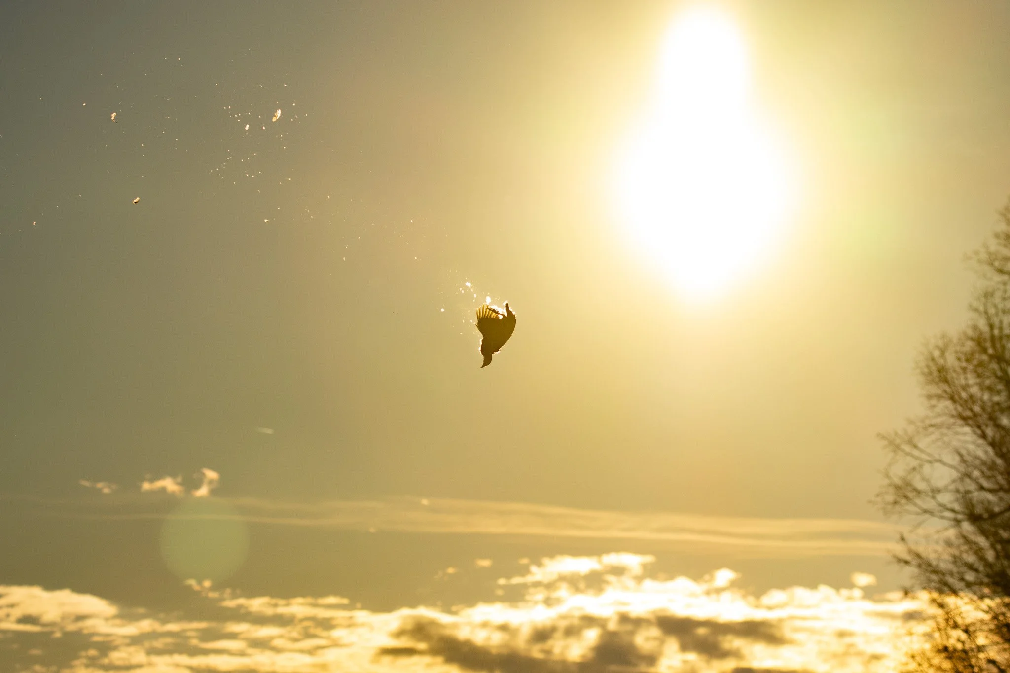 A bird flying in the sky during sunset or sunrise with a tree silhouette on the right side of the image.