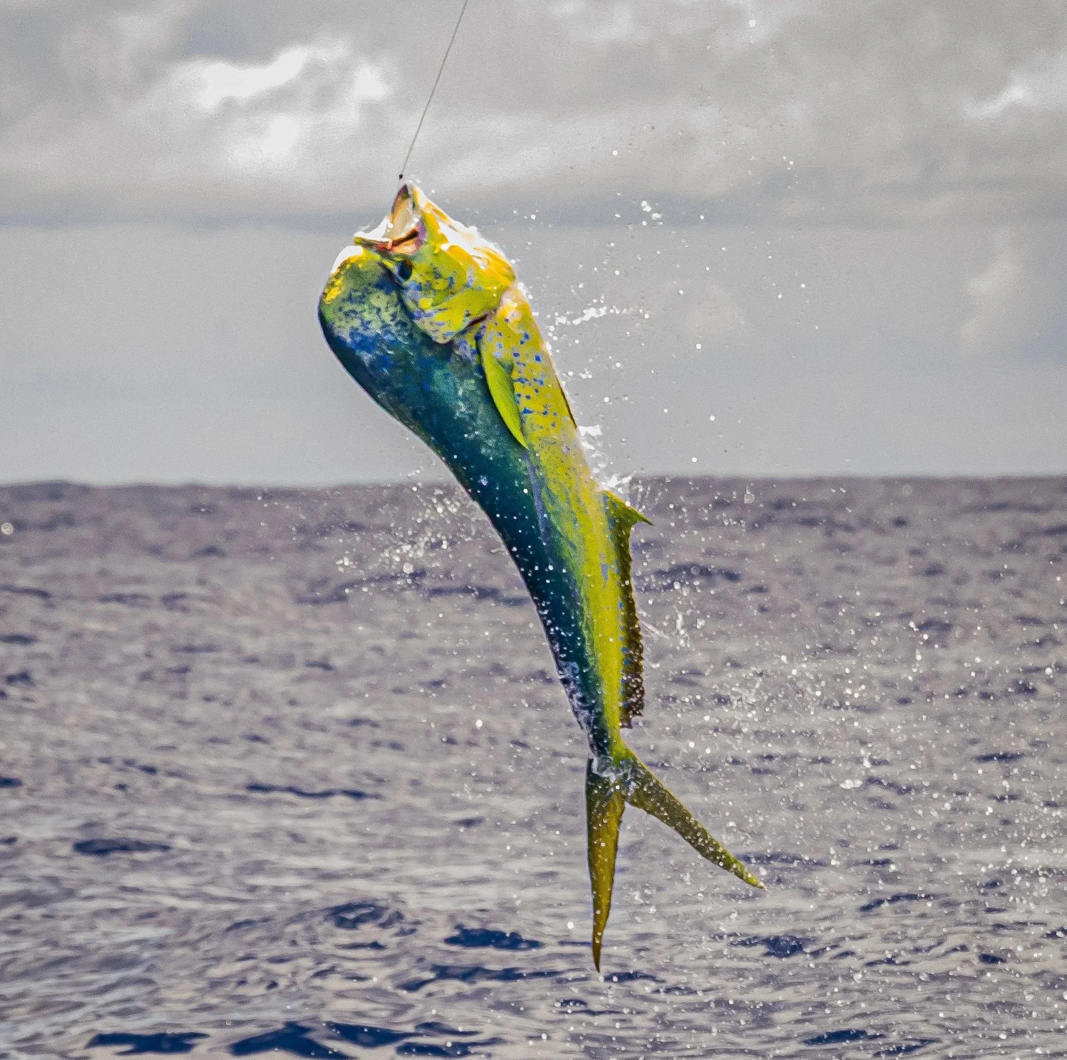 Sailfish leaping from the ocean during an offshore sportfishing encounter, captured mid-air against open water.